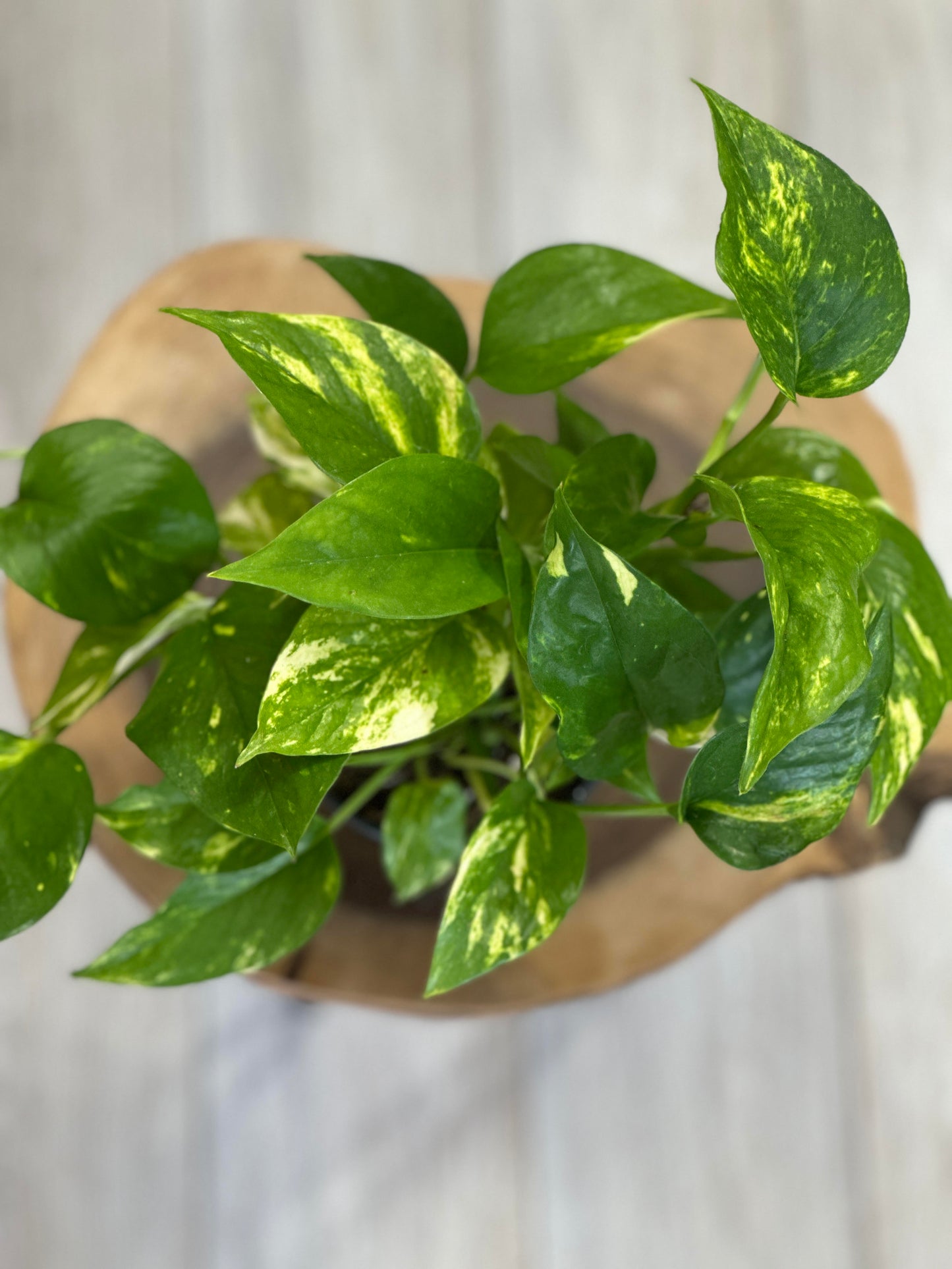 Golden Pothos- 4 inches pot