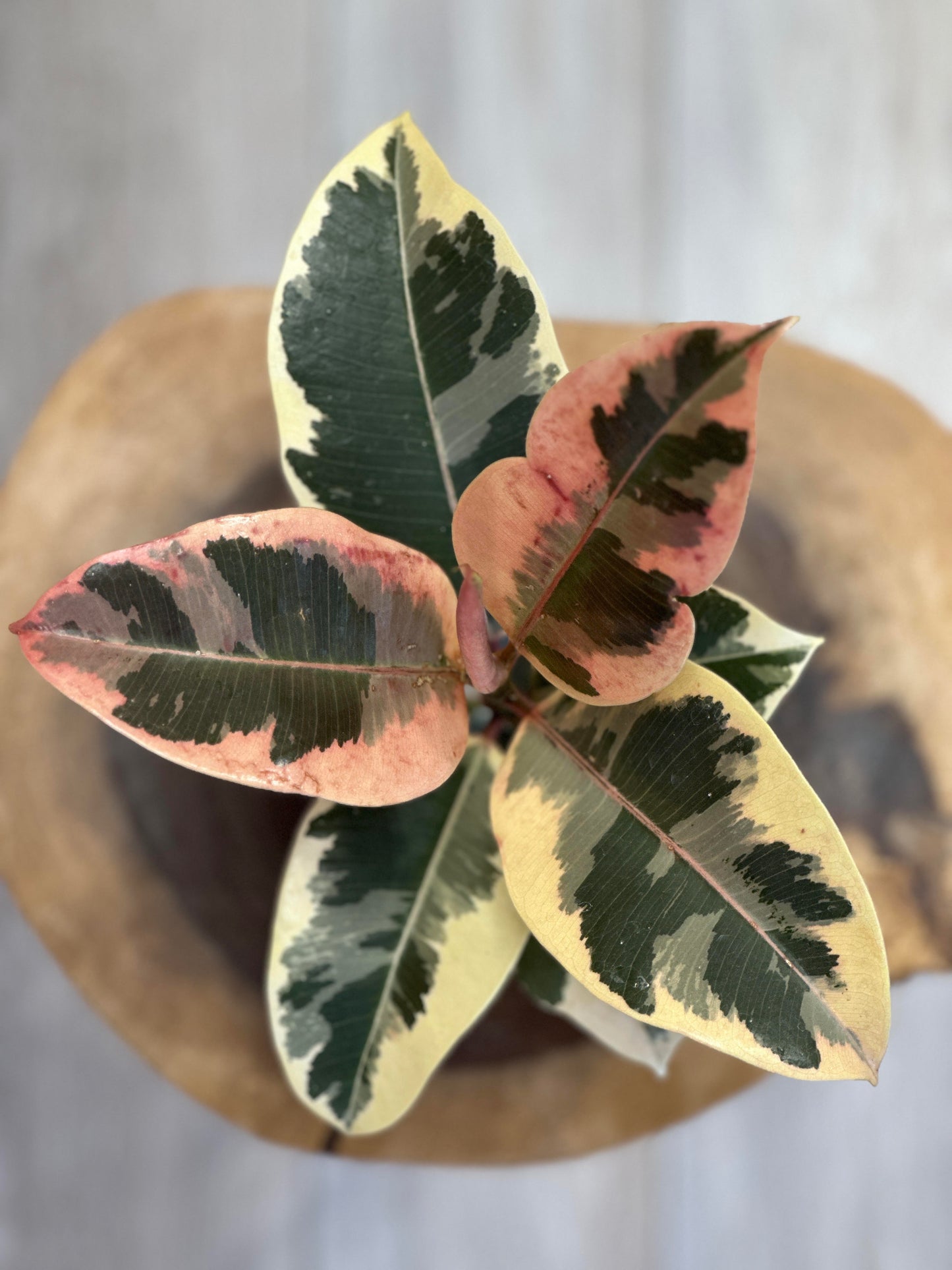 Ficus Elastica Tineke- 4 inches pot