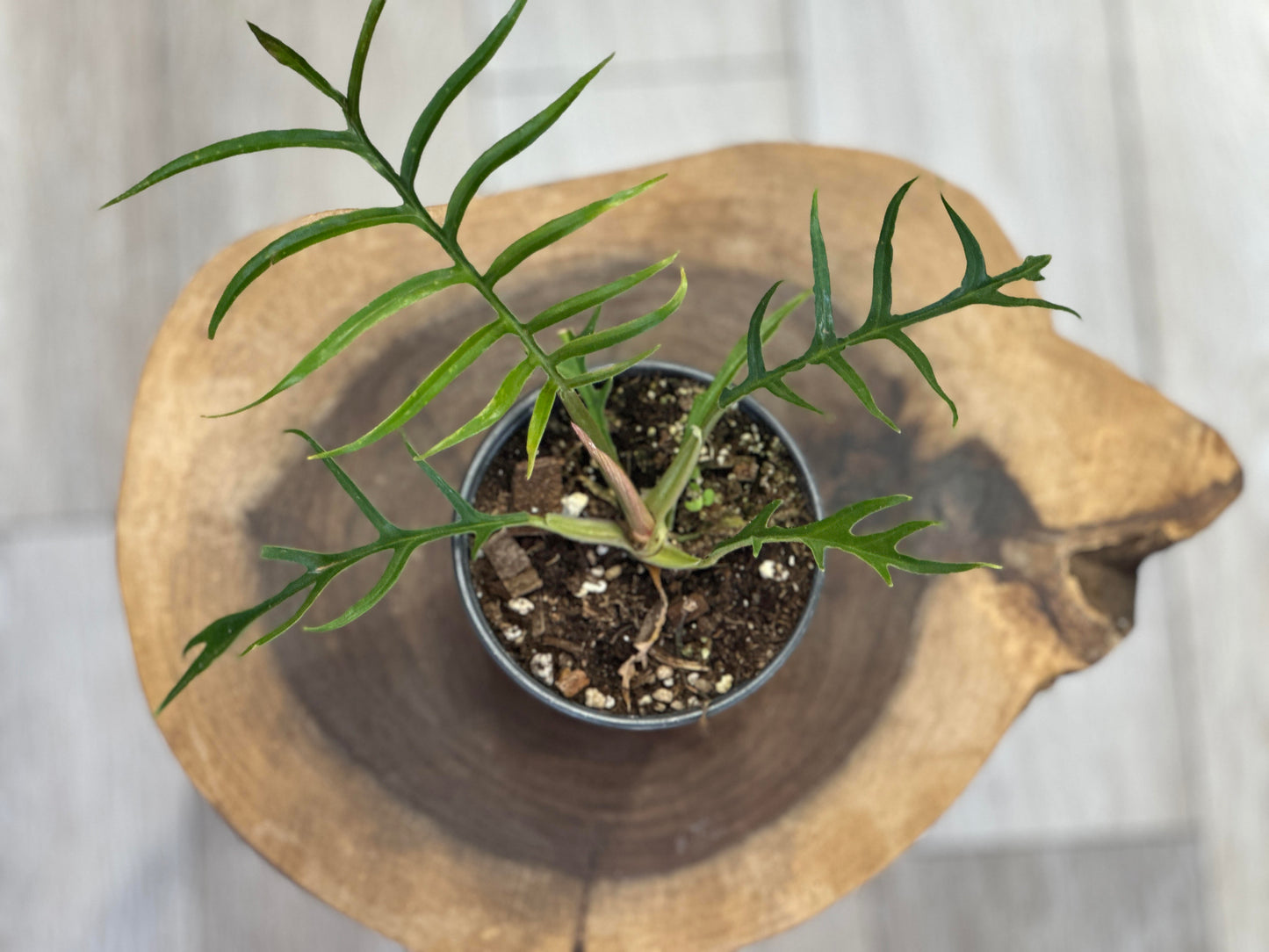 philodendron tortum- 4 inches pot