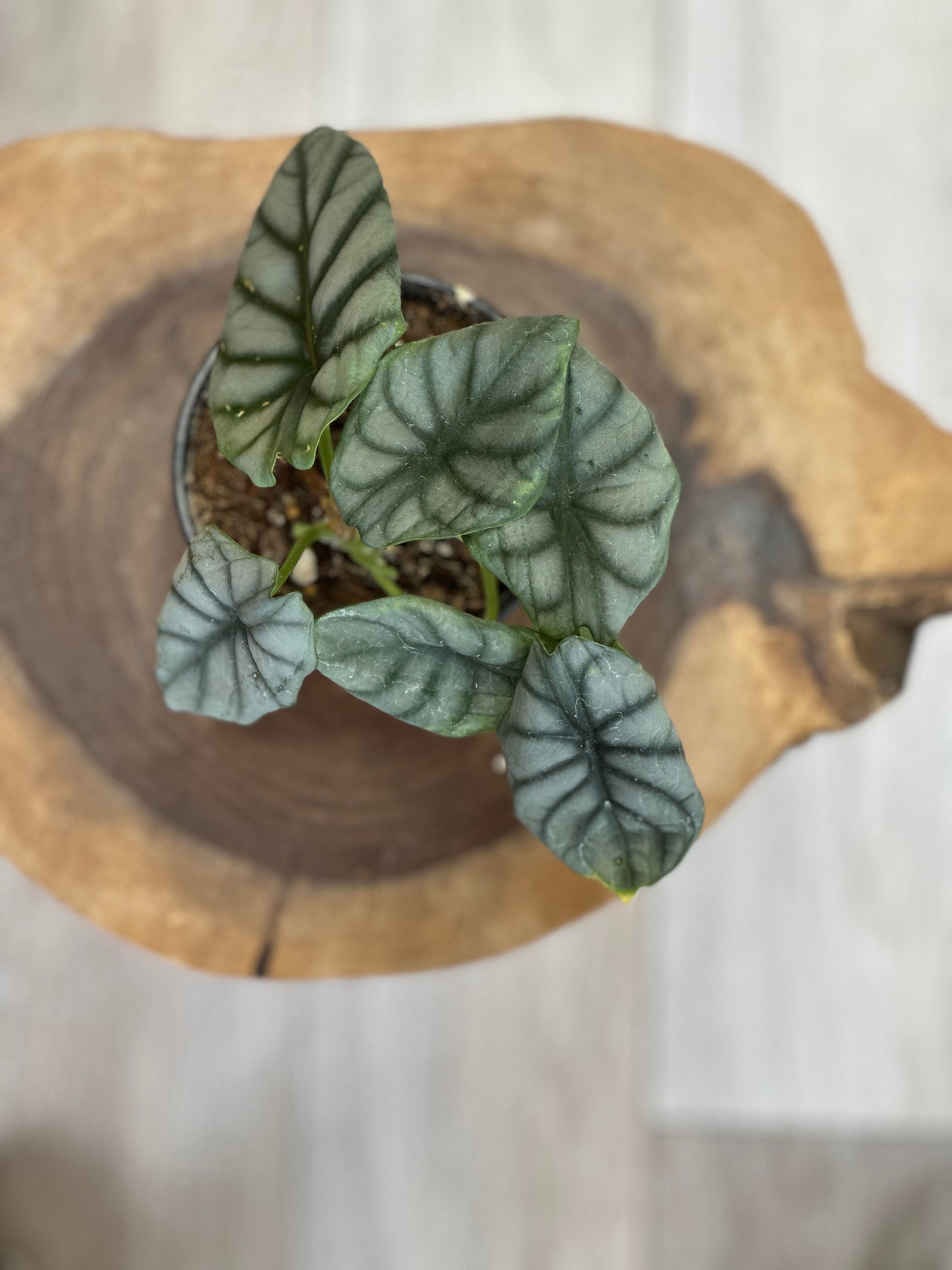 alocasia silver dragon-4 inches pot