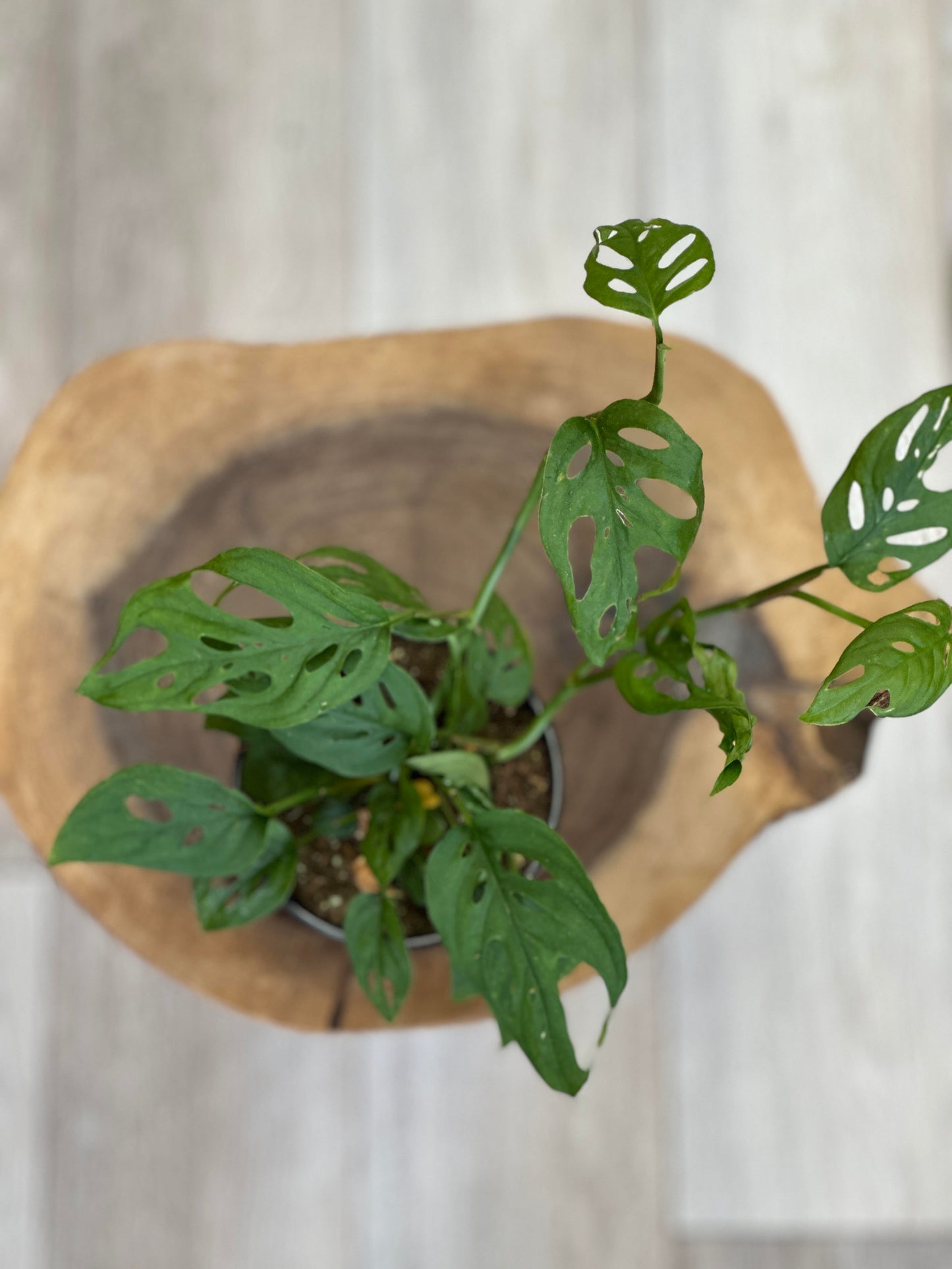 monstera swiss cheese-4 inches pot