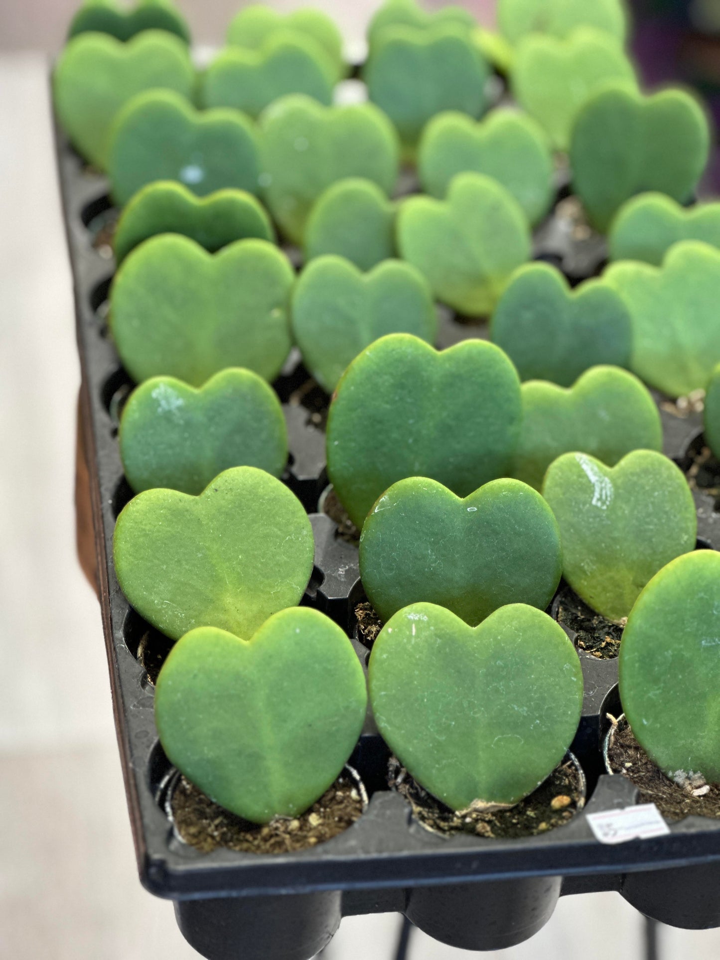 hoya kerrii-4 inches pot