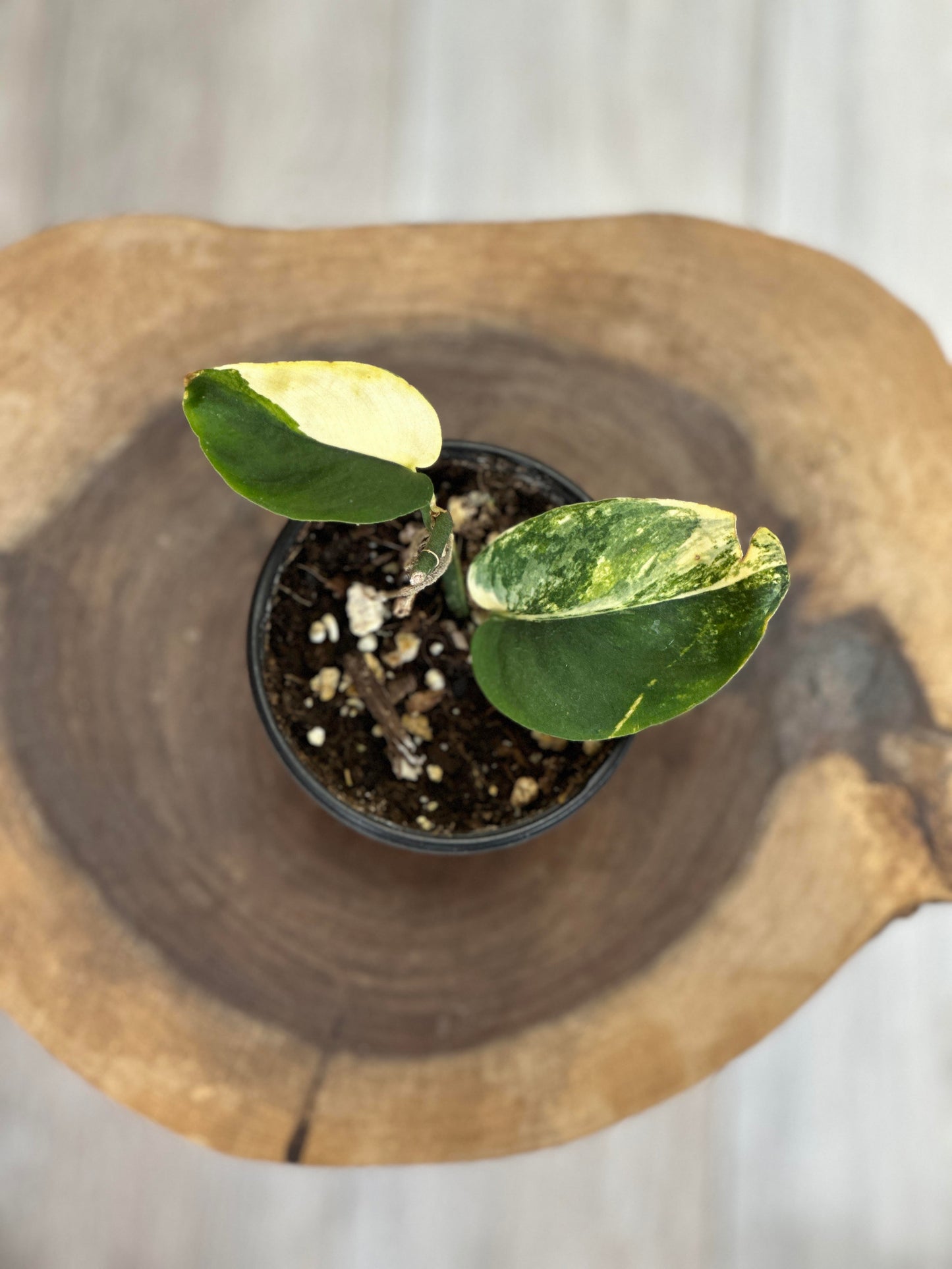 Scindapsus Jade Satin Variegated-4 inches pot