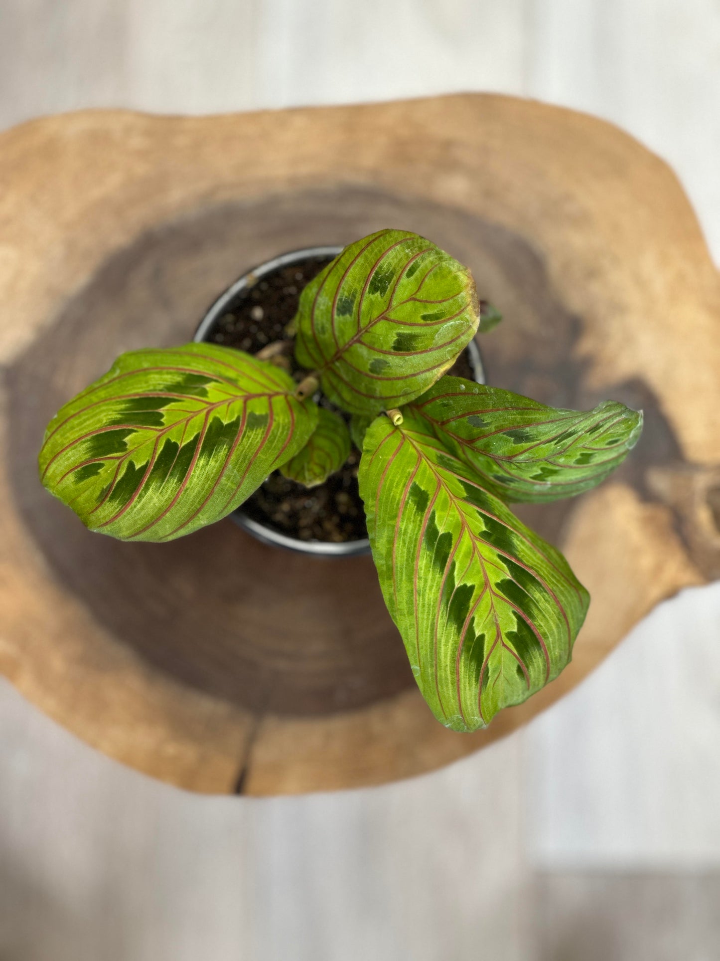 Prayer Plant Red- 4 inches pot