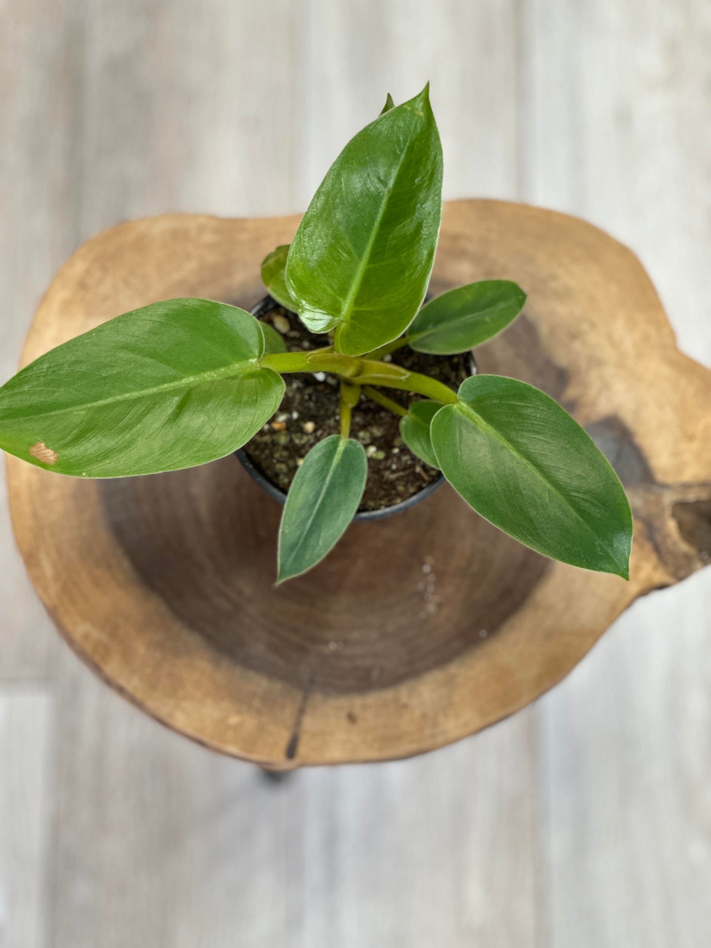 philodendron giganteum-4 inches pot
