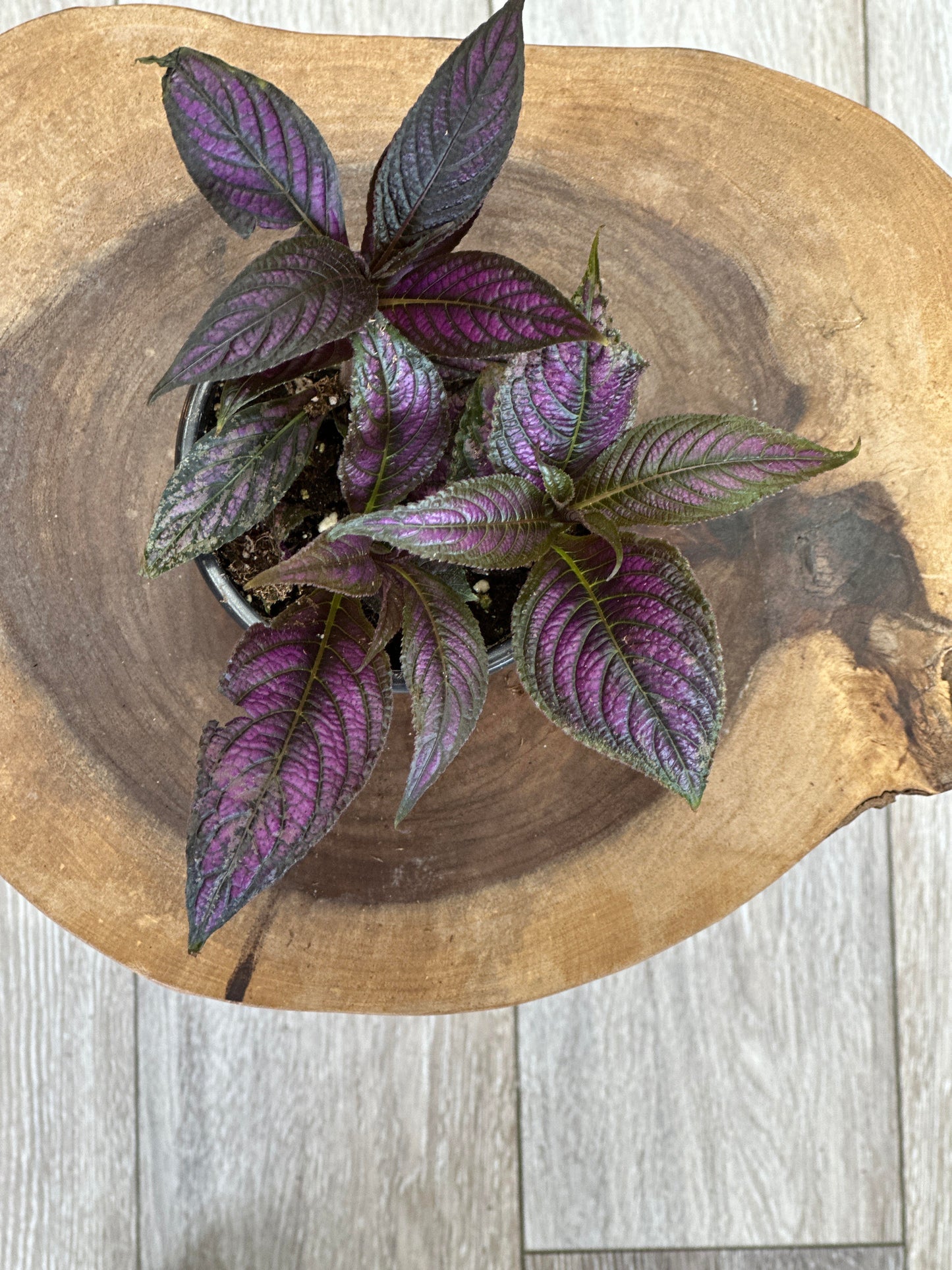 Persian Shield- 4 inches pot