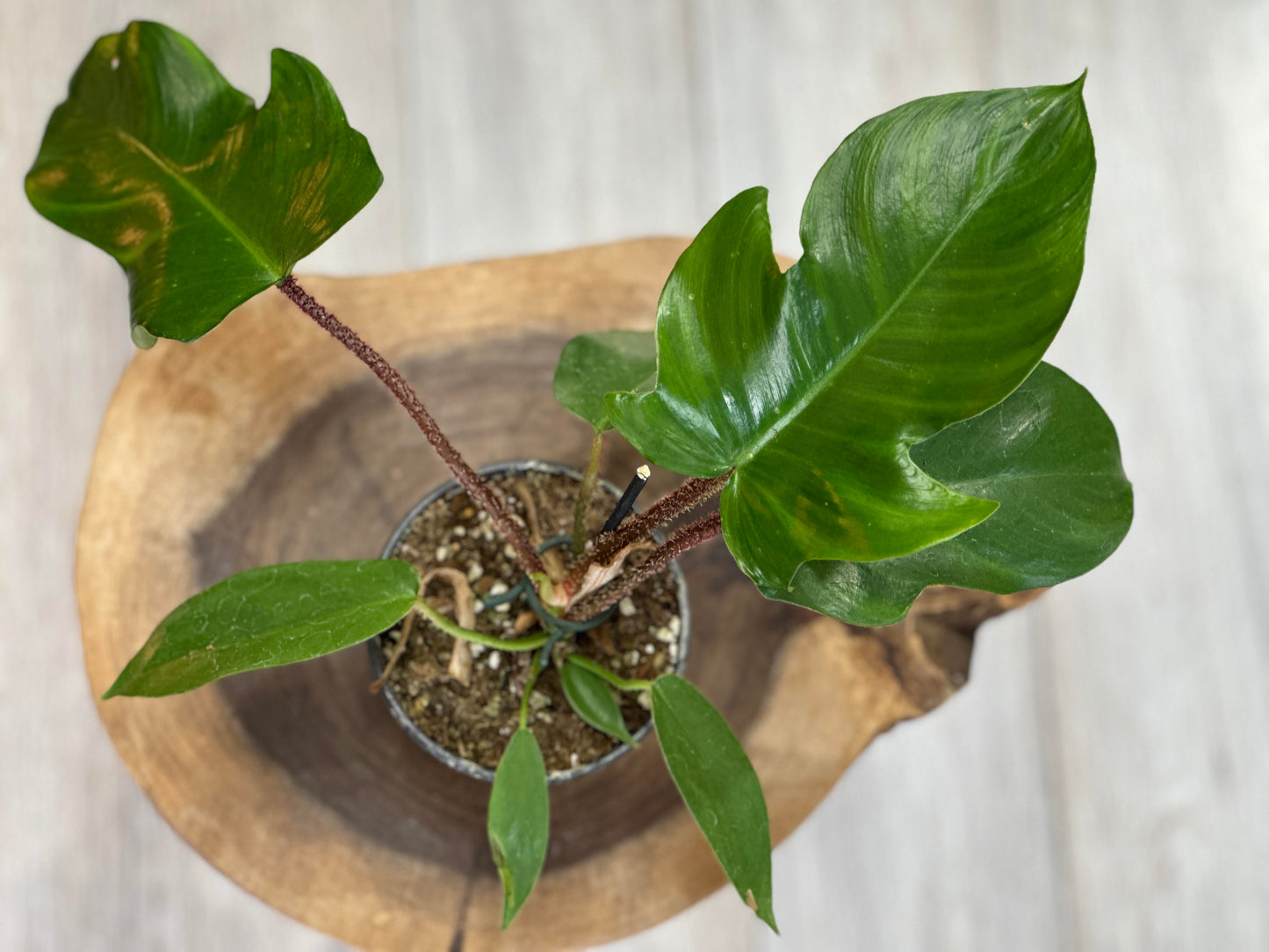 philodendron squamiferum- 4 inches pot