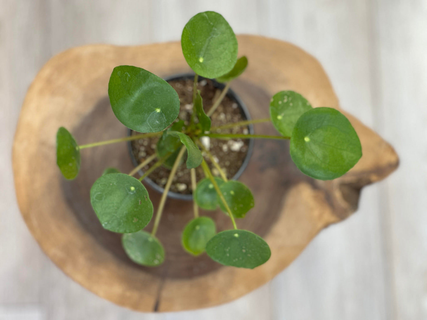 Pilea Peperomioides - Chinese Money Plant 4 inches pot