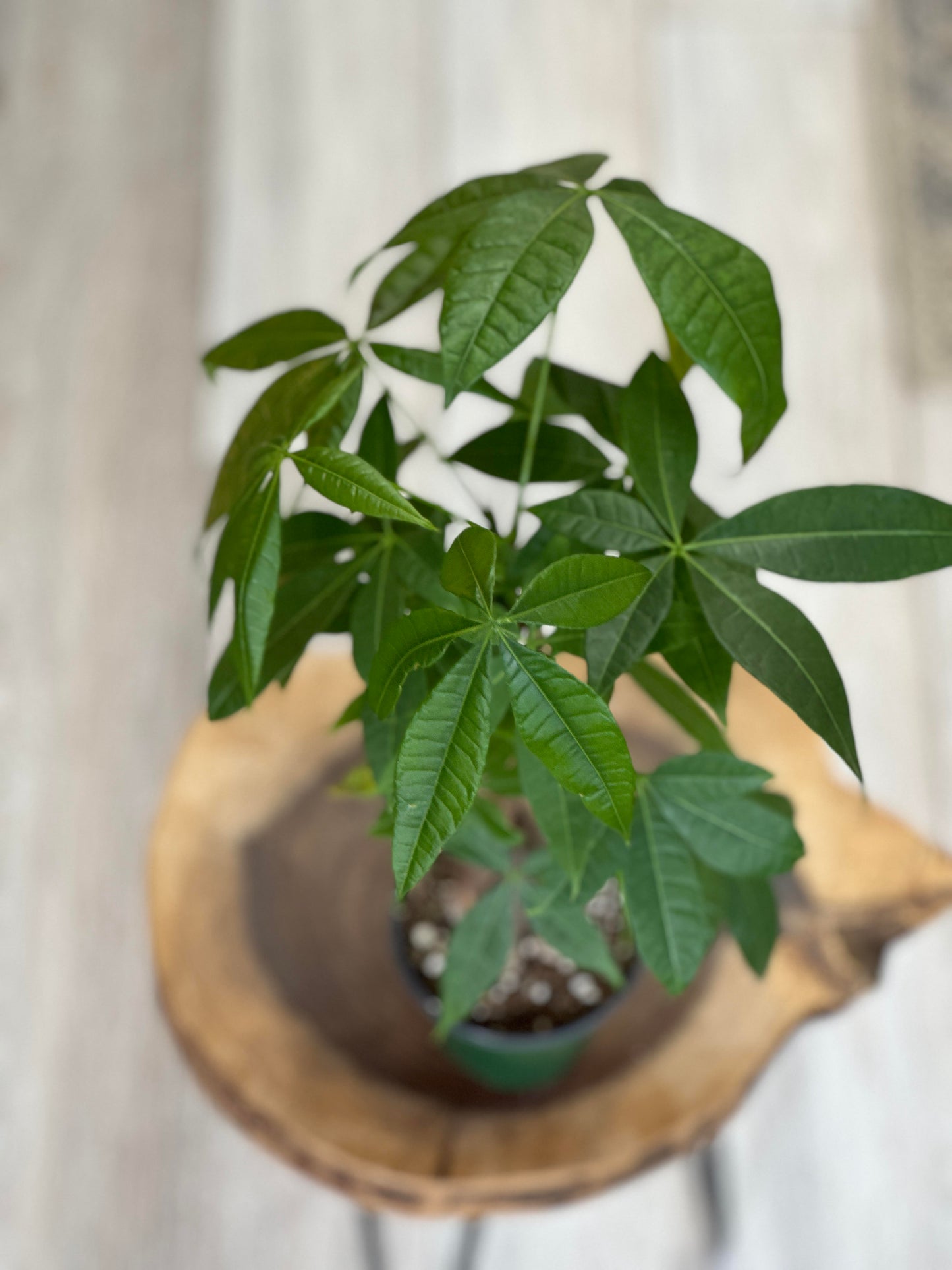 Money Tree Pachira Aquatica-4 inches pot