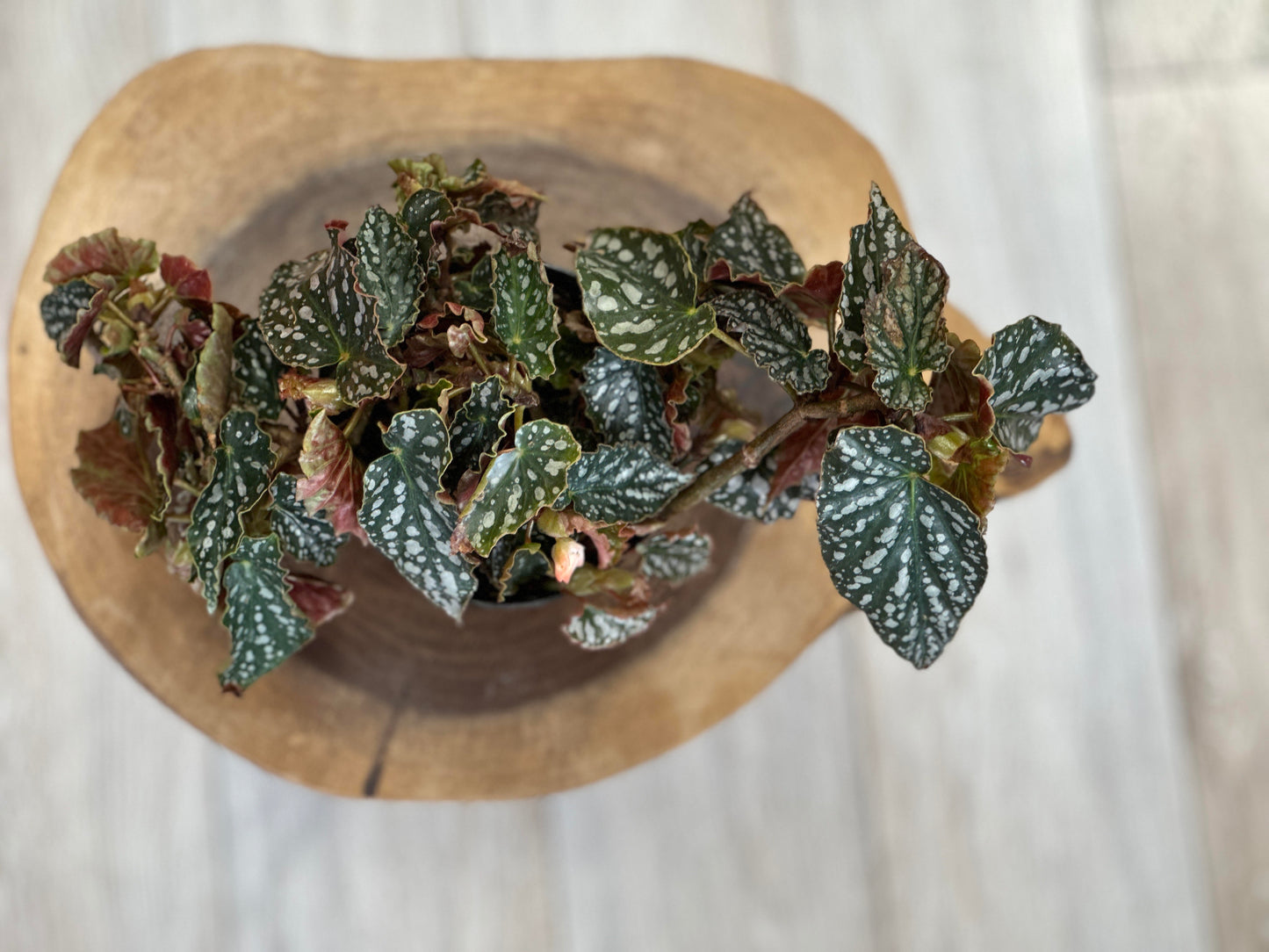 Polka Dot Begonia-4 inches pot