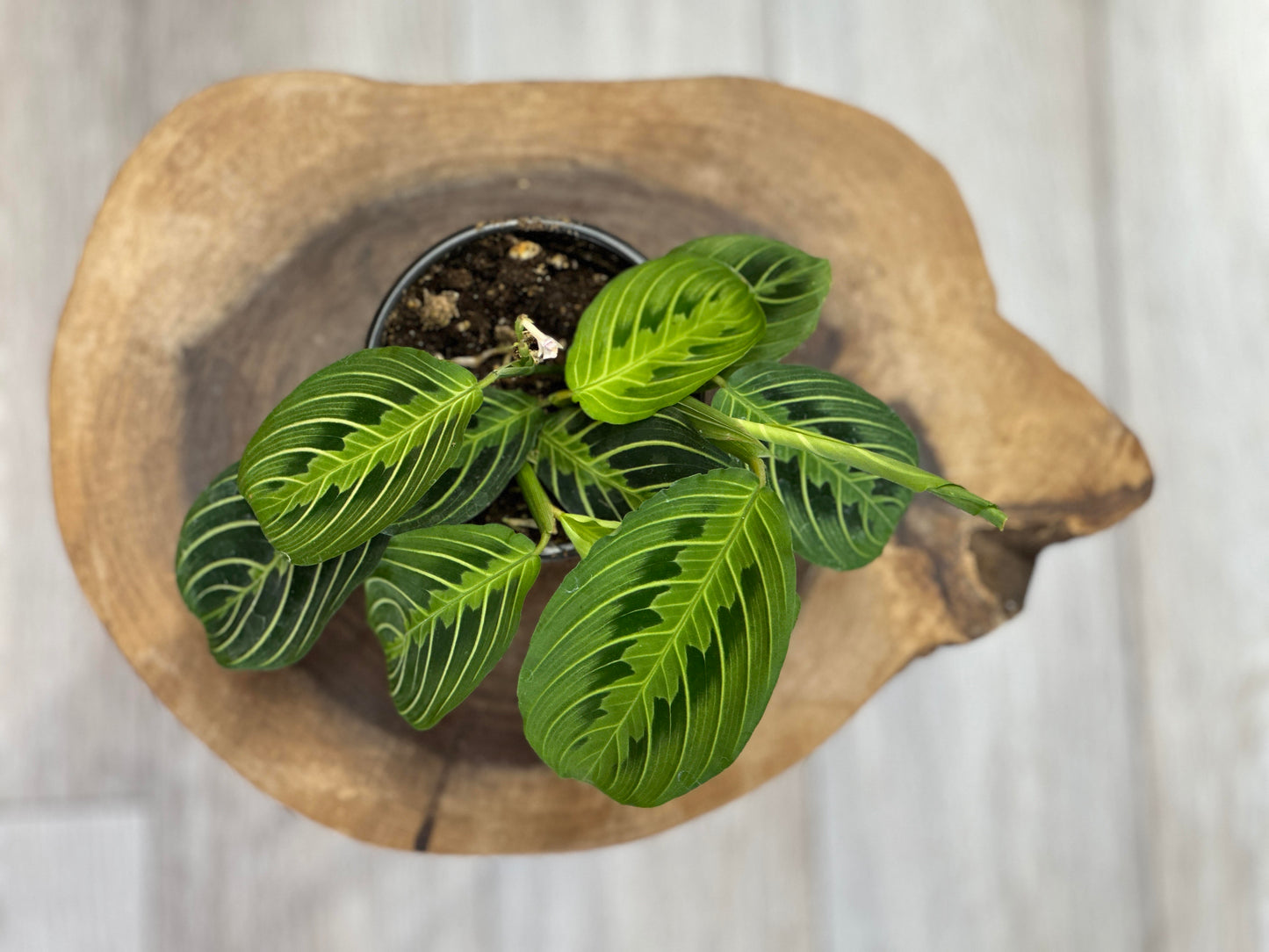 Prayer Plant Lemon Lime-4 inches pot