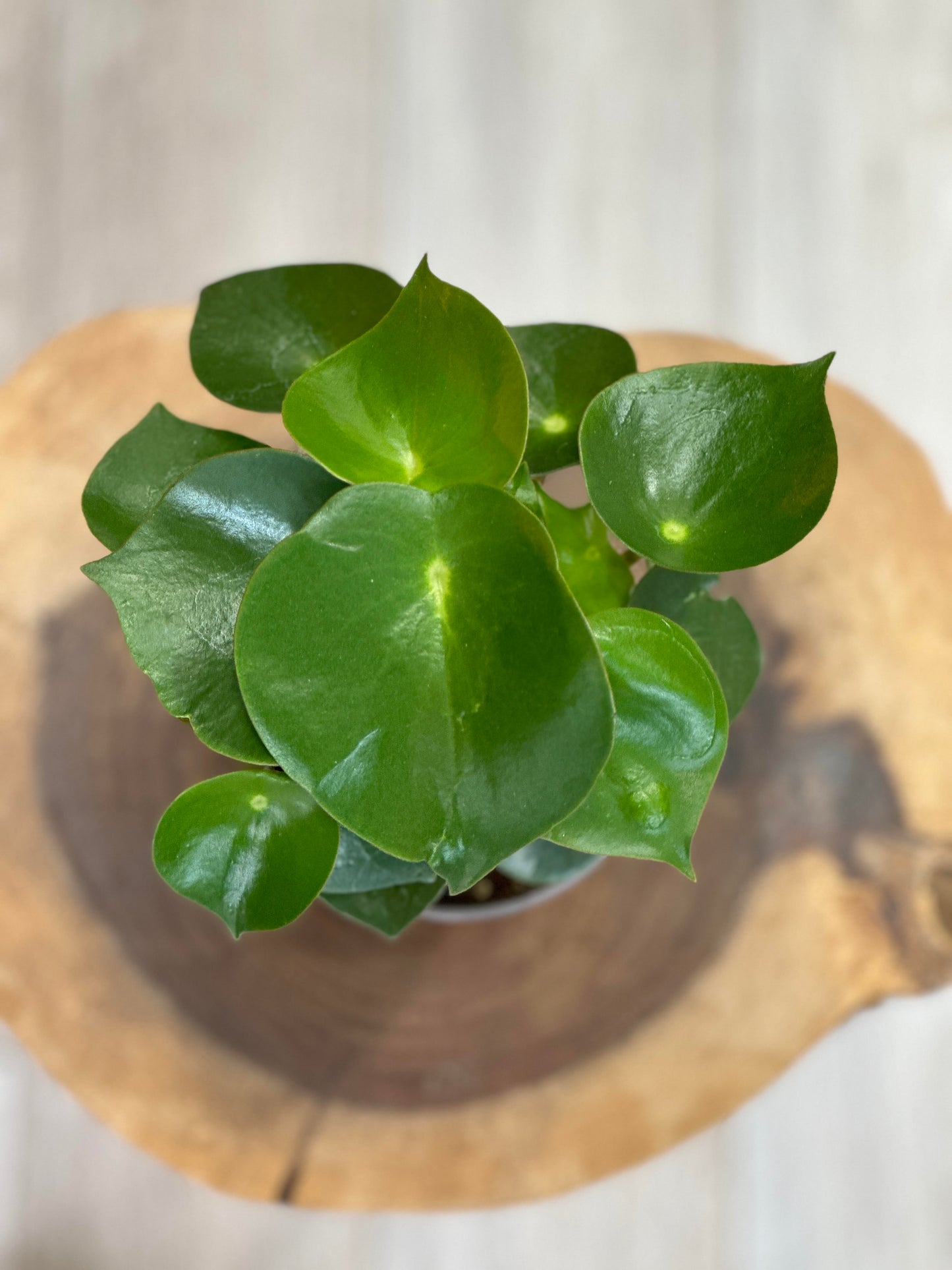 peperomia raindrop