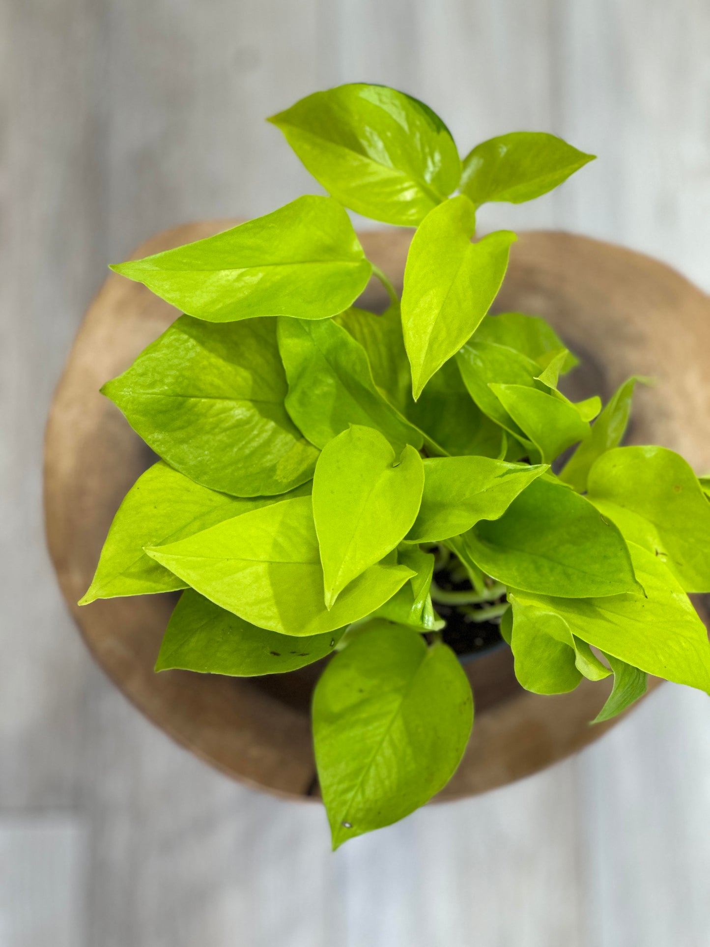 pothos neon- 4 inches pot