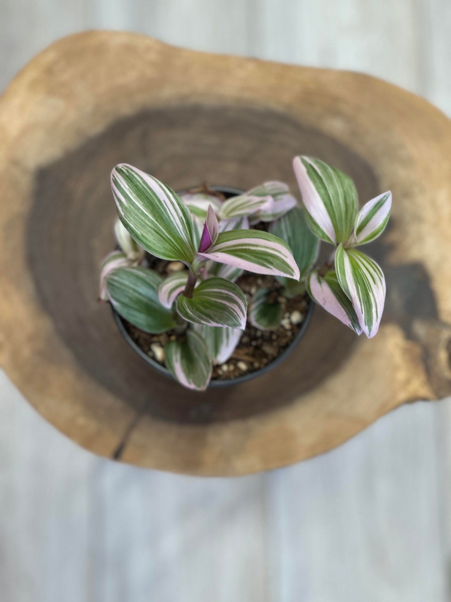 Tradescantia nanouk-4 inches pot