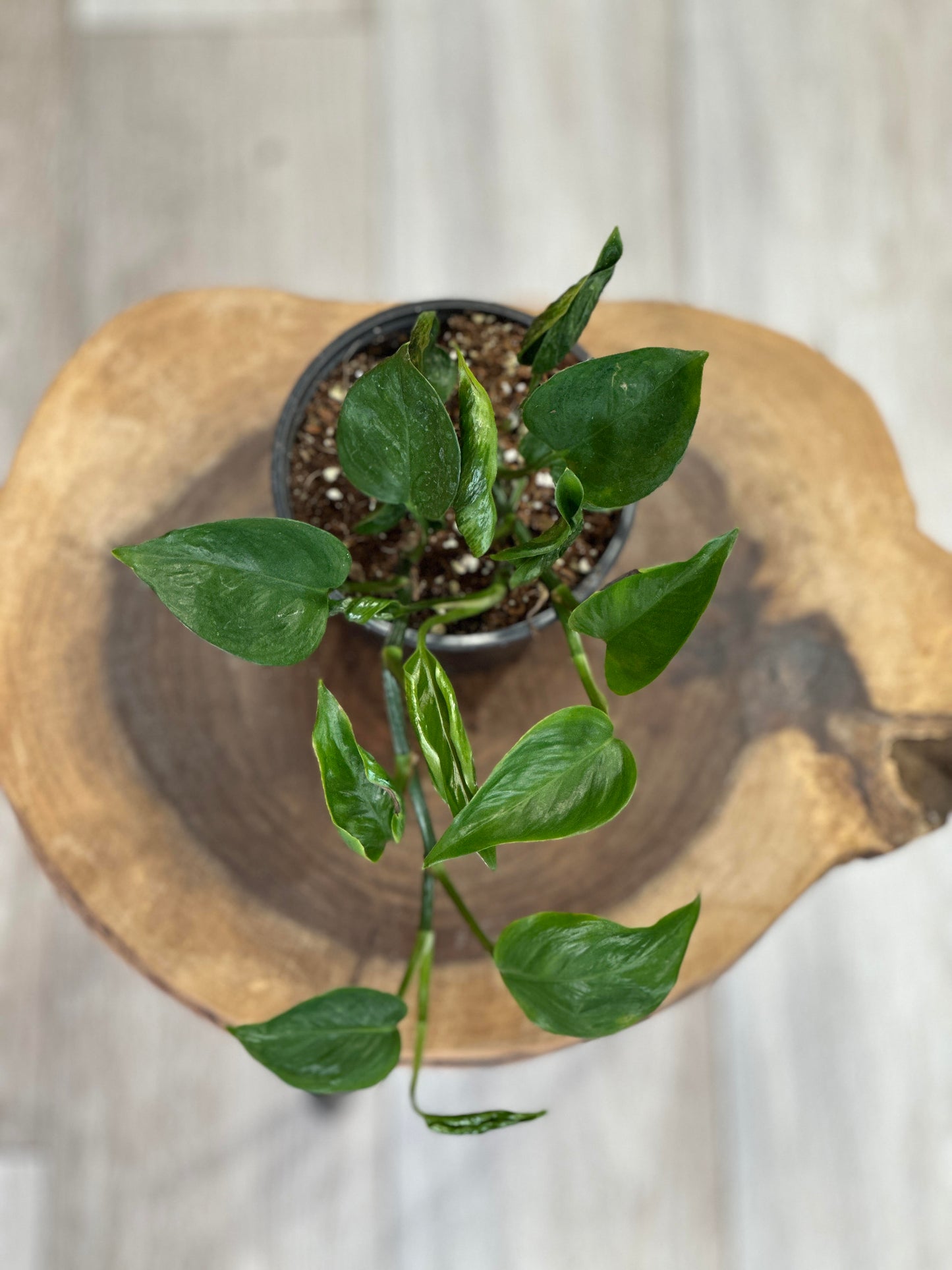shangri la pothos- 4 inches pot