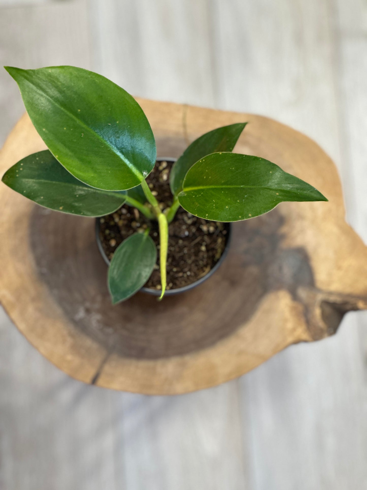 philodendron congo green- 4 inches pot