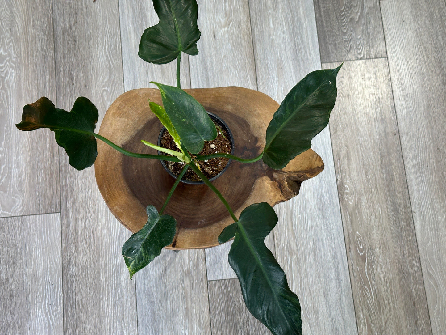 Philodendron golden dragon-4 inches pot