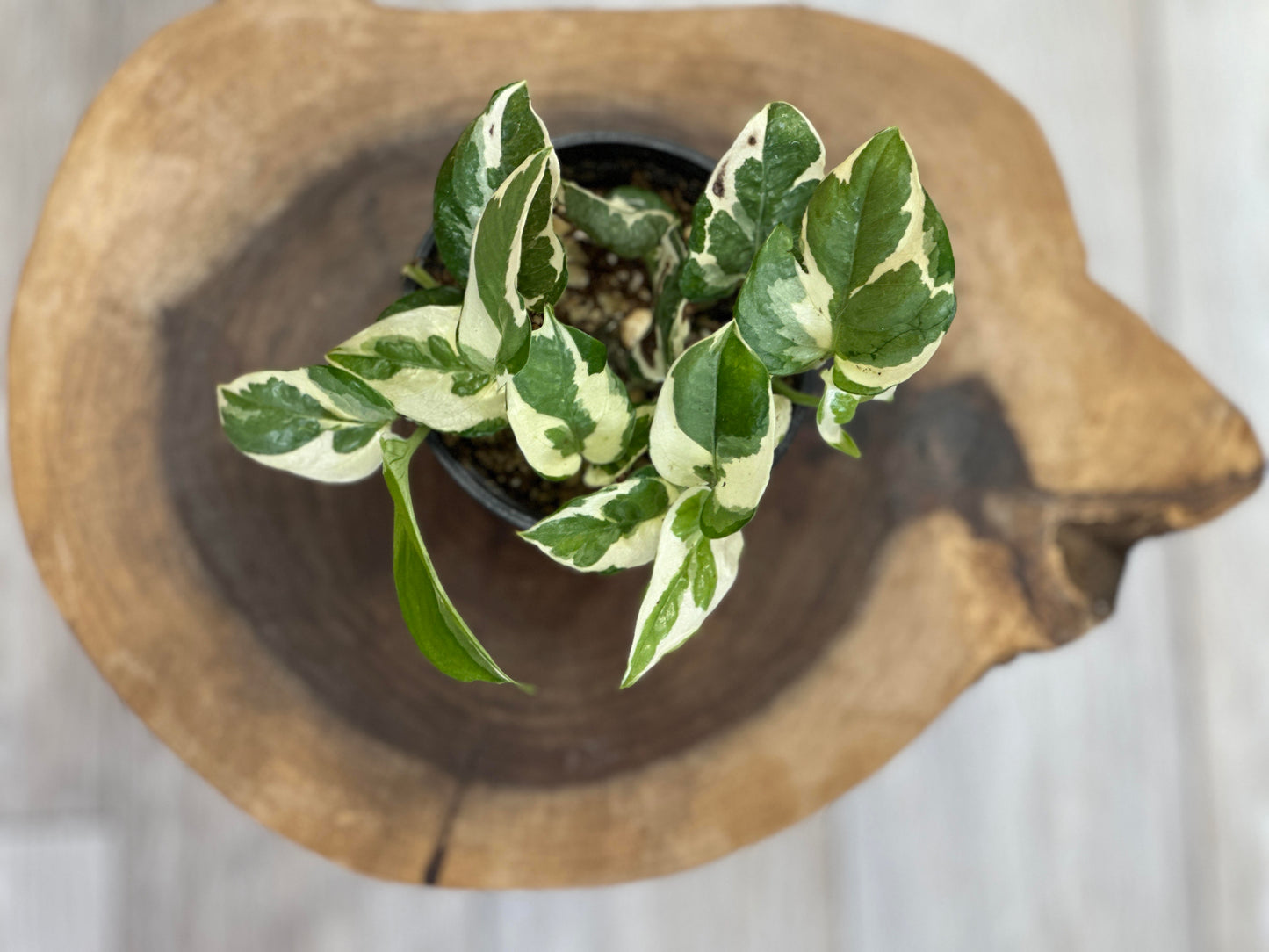 Pothos N Joy -4 inches pot