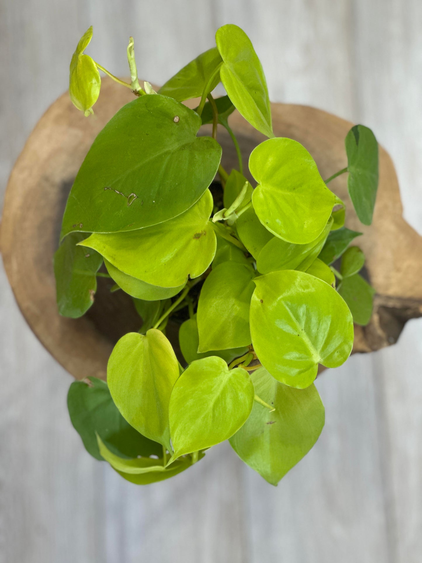 Philodendron Lemon Lime Pot 4