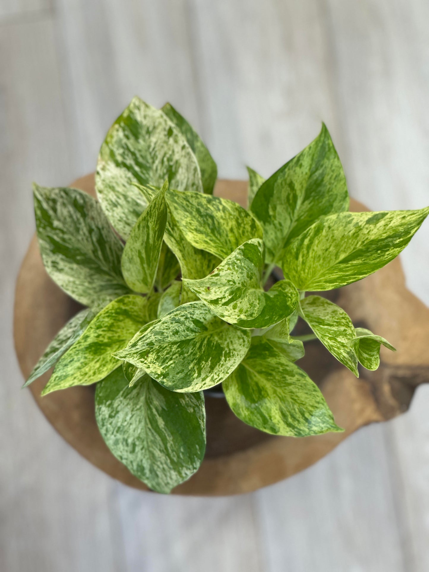 pothos marble queen-4 inches pot