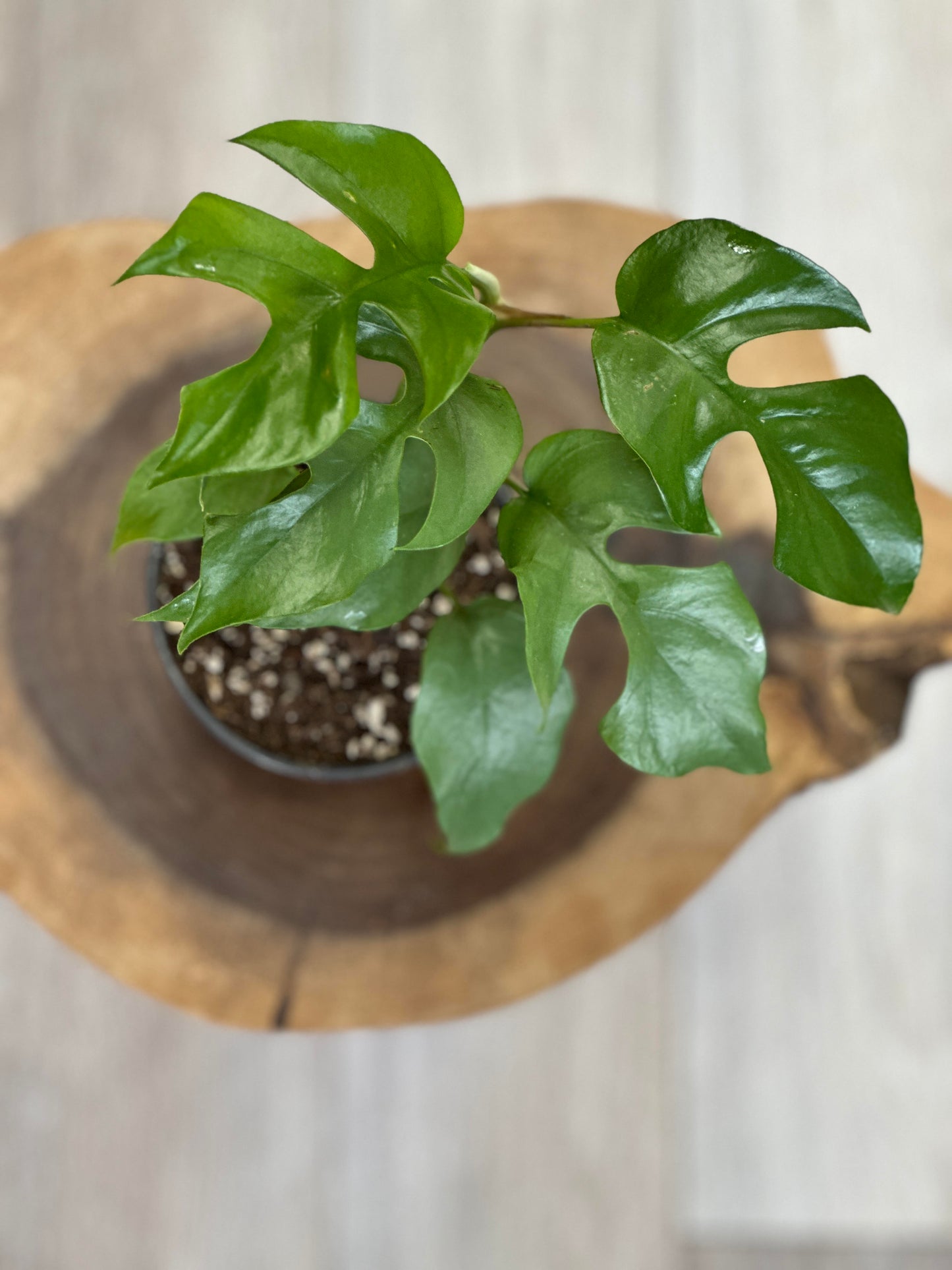 Raphidaphora tetrasperma-mini monstera-4 inches pot