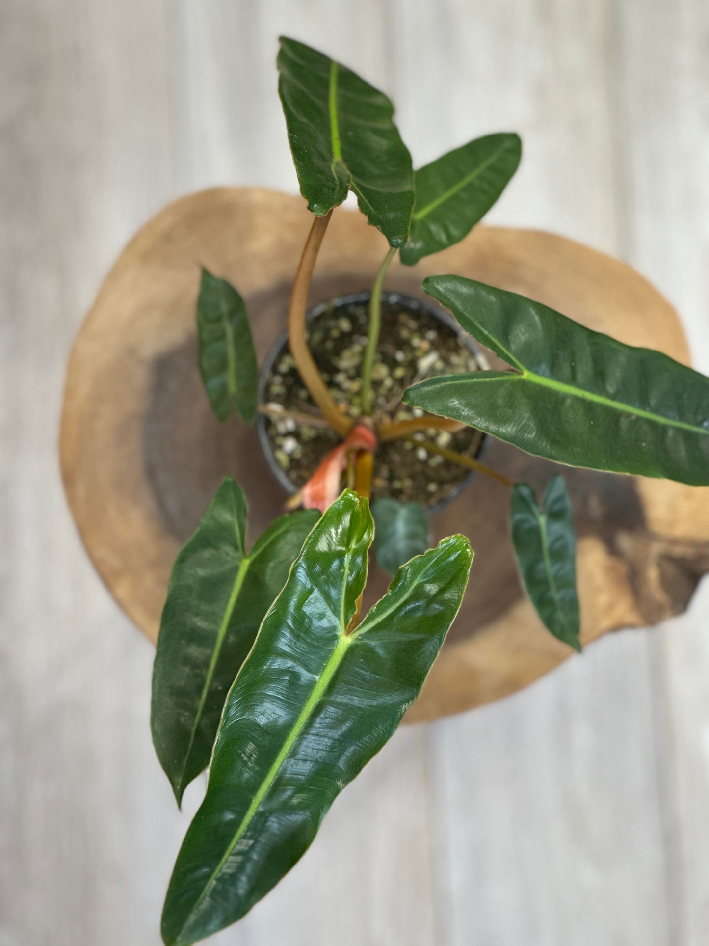 Philodendron Billietiae-4 inches pot