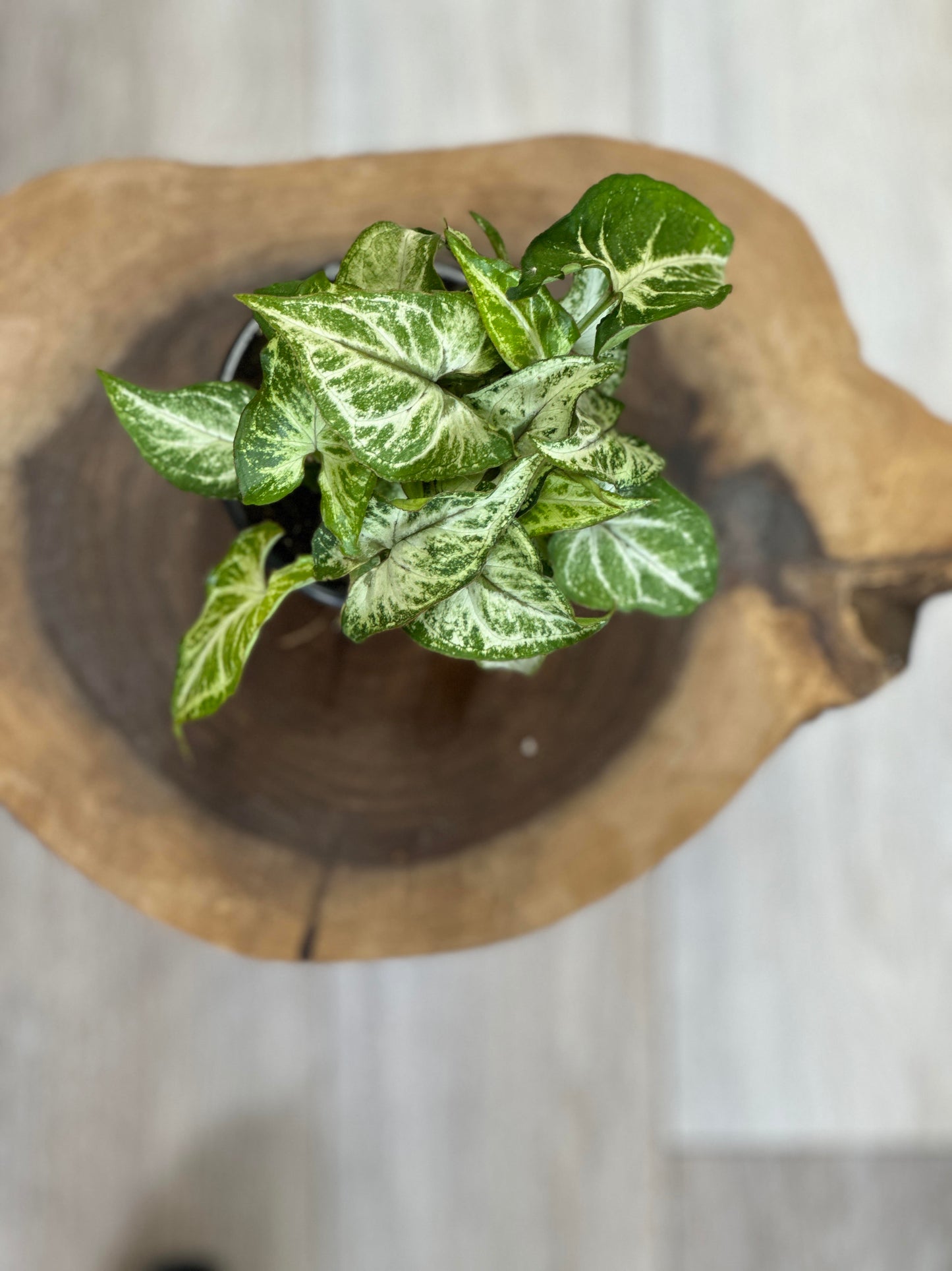 Syngonium White Butterfly-4 inches pot