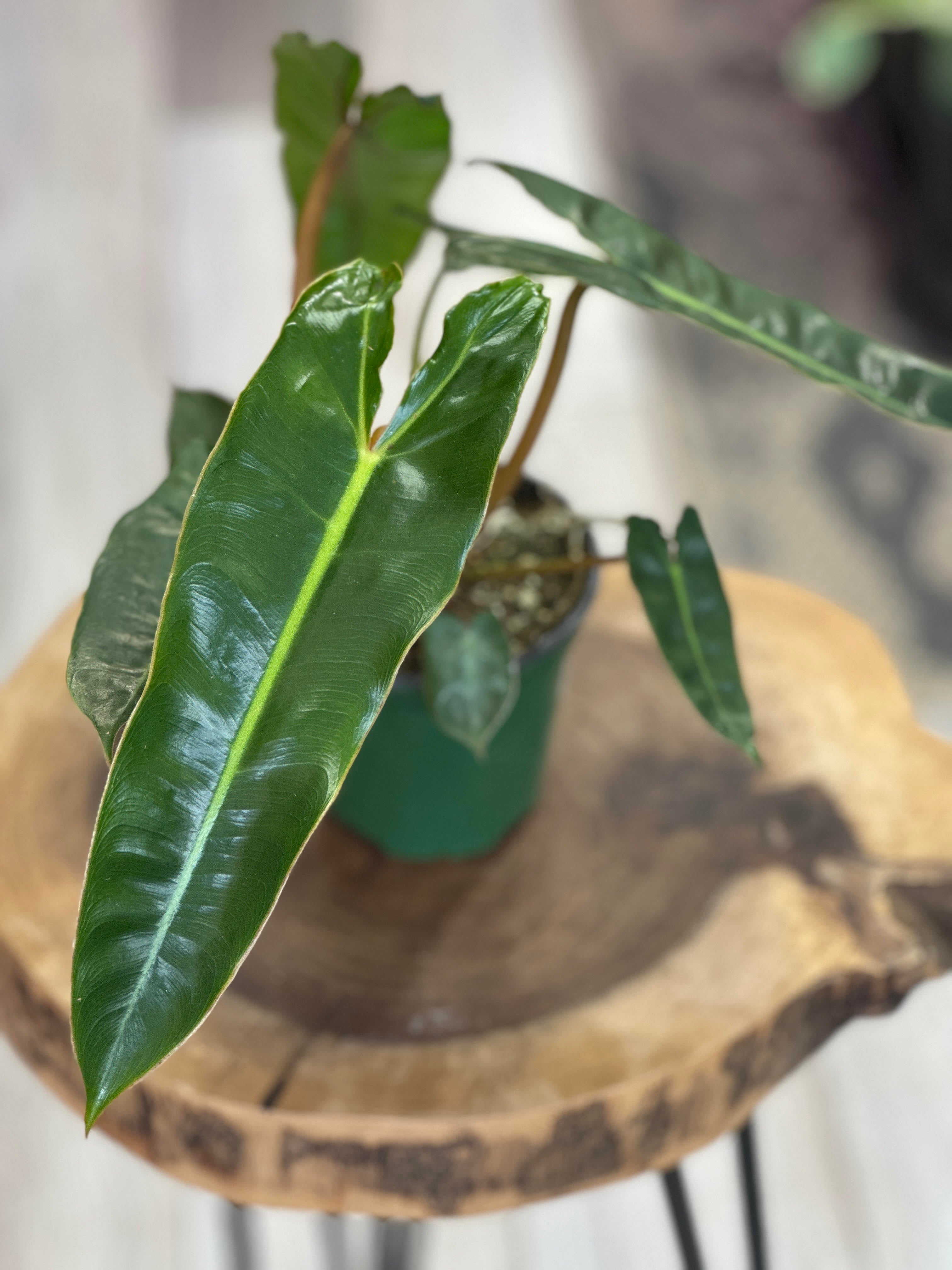 philodendron billietiae black Philodendron Billietiae-4 inches pot – Plant Lovers