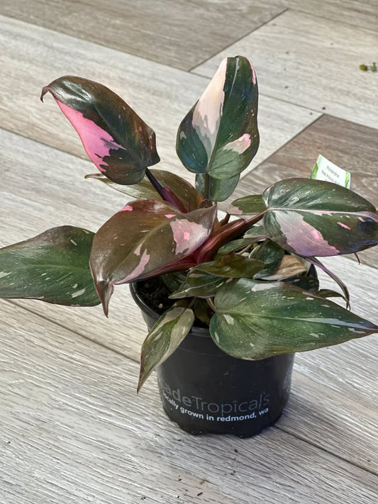 Philodendron Pink Princess- 4 inches pot