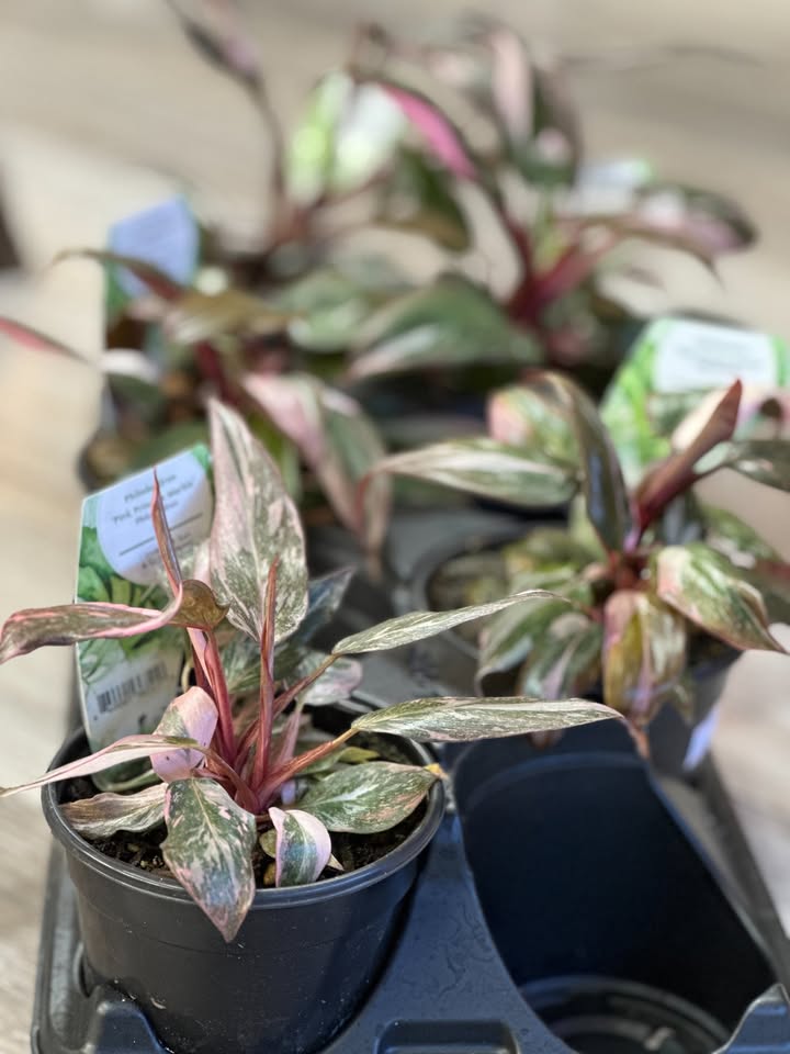 Philodendron Pink Princess- 4 inches pot