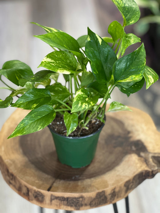 Golden Pothos- 4 inches pot