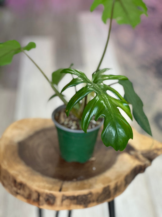 Philodendron Mayoi-4 inches pot