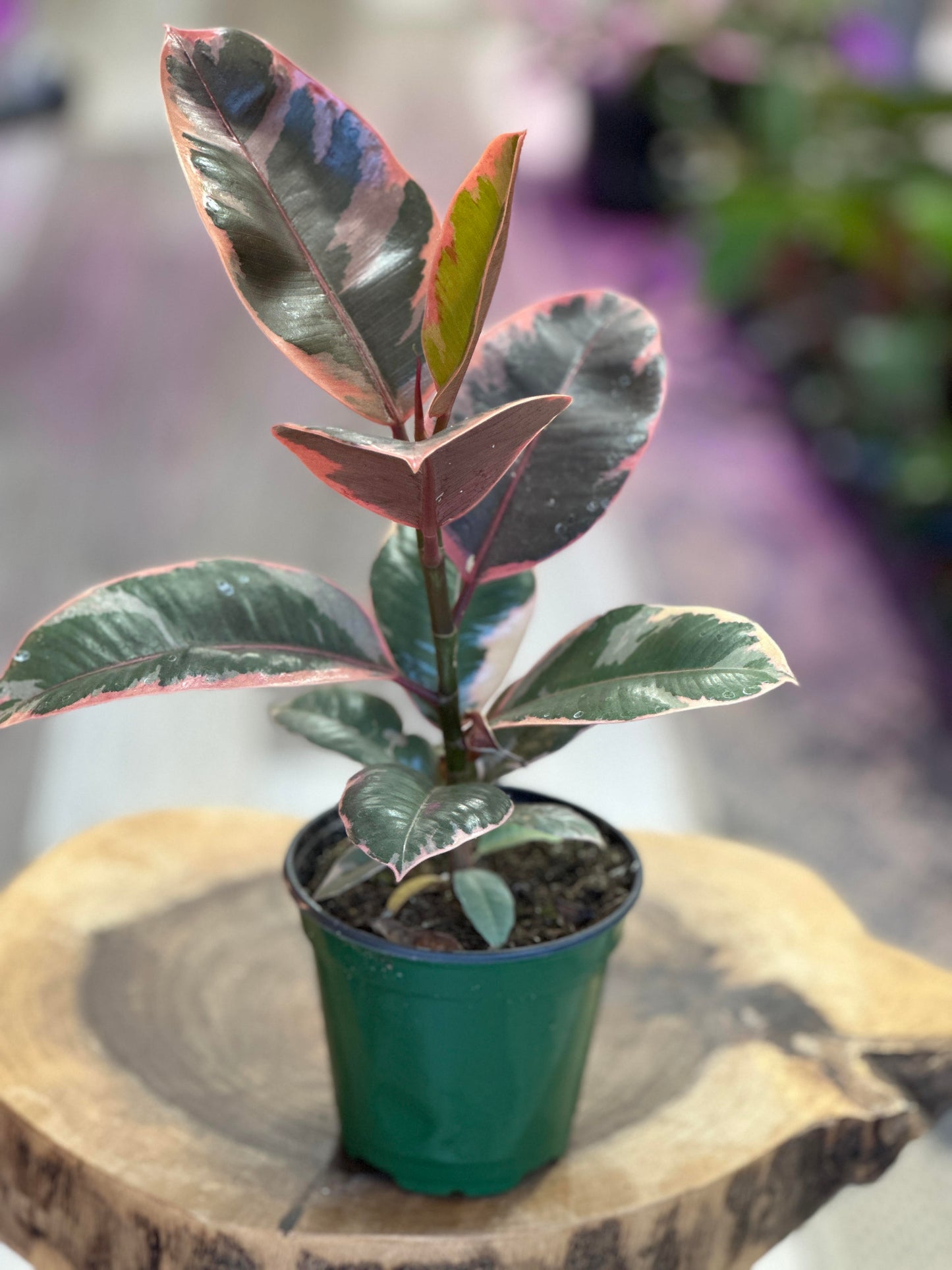 Ficus Elastica Ruby-4 inches pot