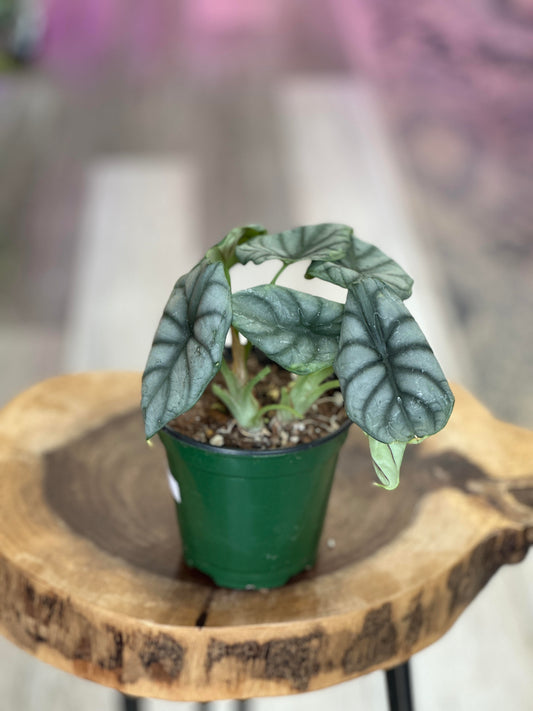 alocasia silver dragon-4 inches pot