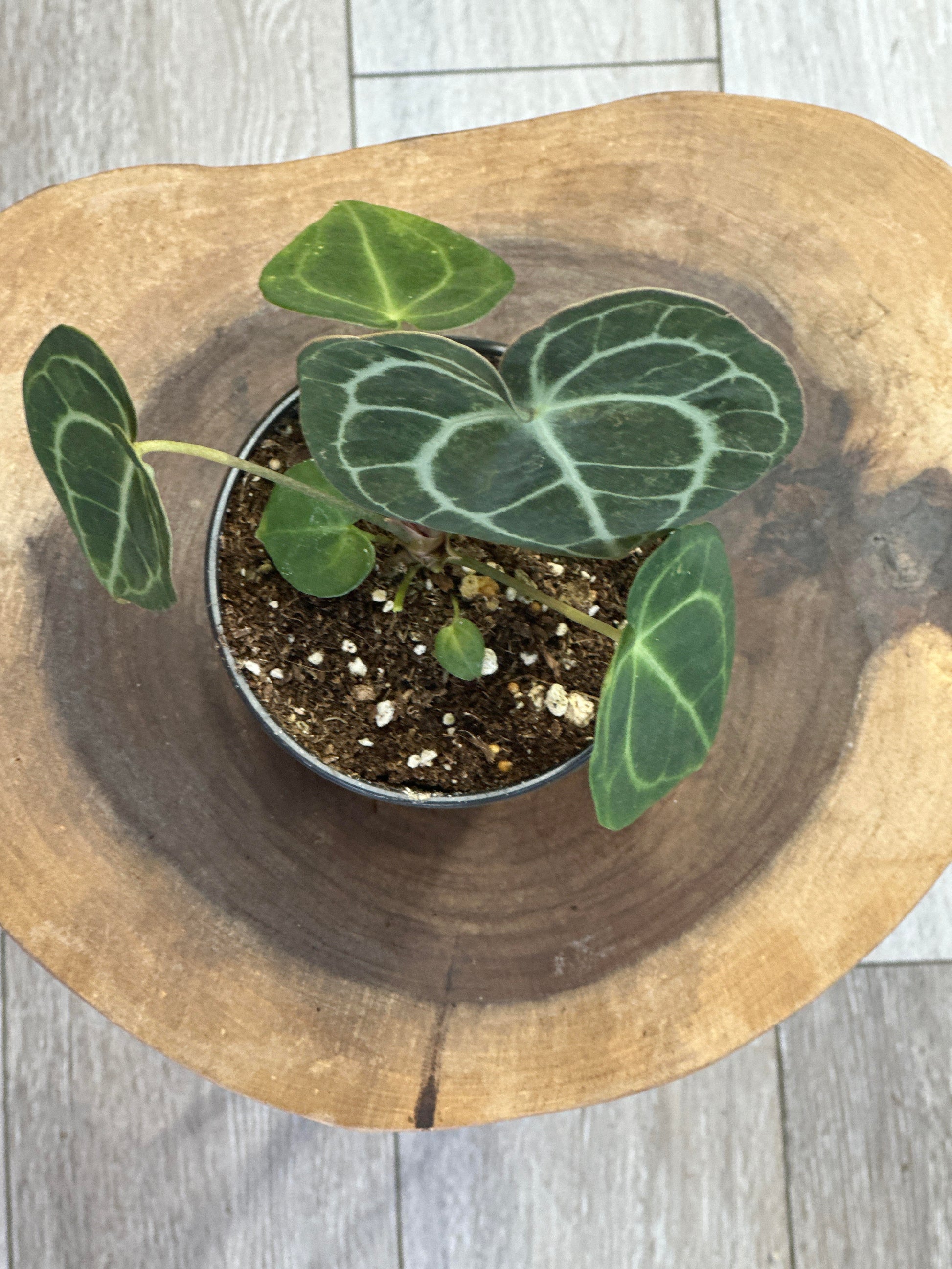 anthurium clarinervium pasning anthurium clarinervium- 4 inches pot – Plant Lovers