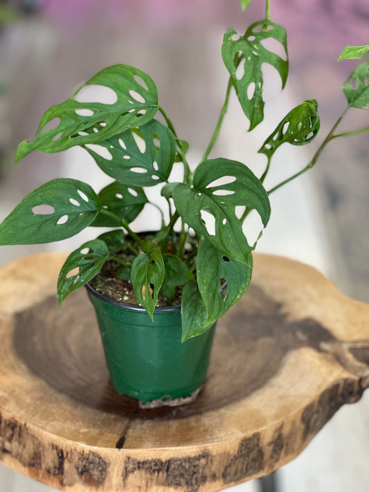 monstera swiss cheese-4 inches pot