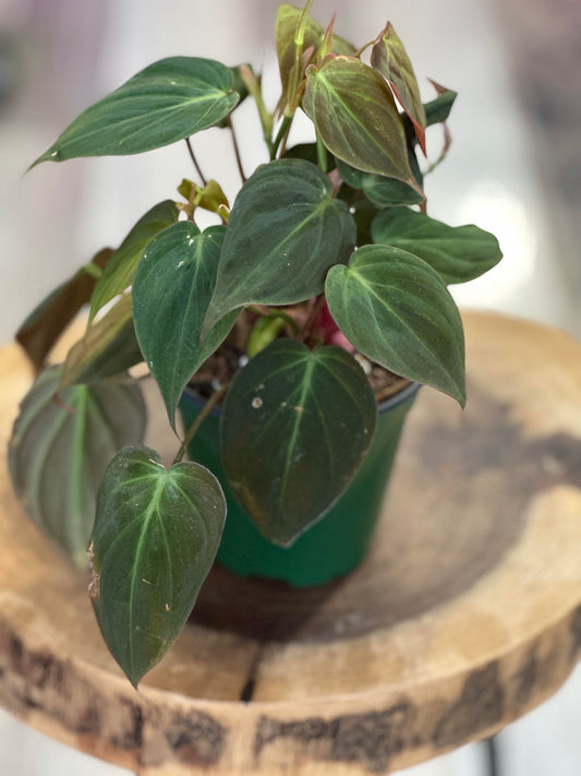 philodendron micans- 4 inches pot