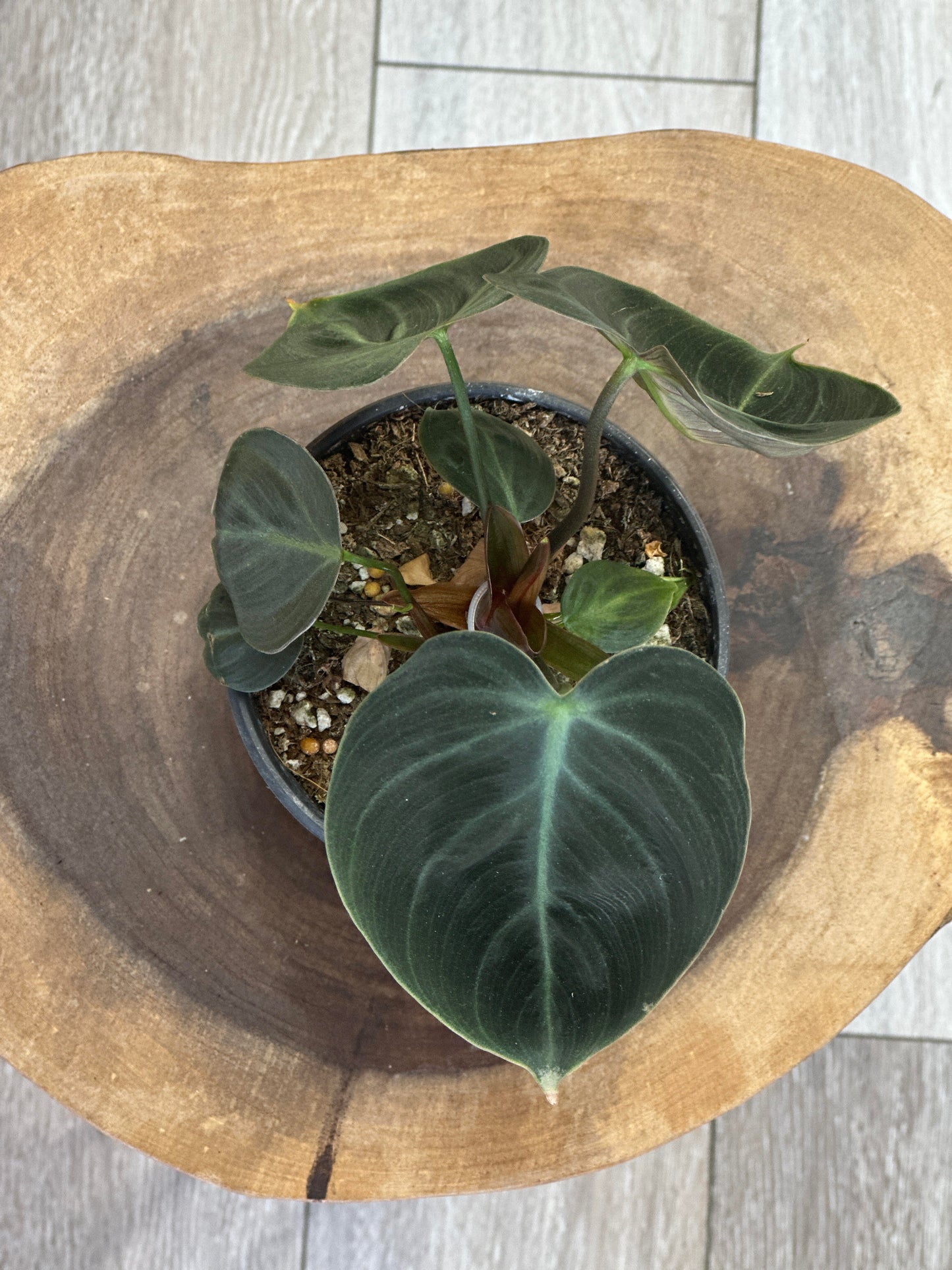 Philodendron El Choco Red-4 inches pot