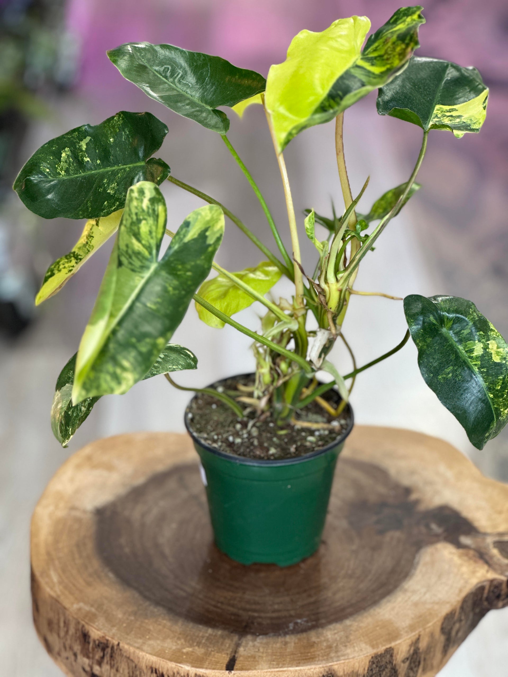 Philodendron Burle Marx Variegata-4 inches pot – Plant Lovers
