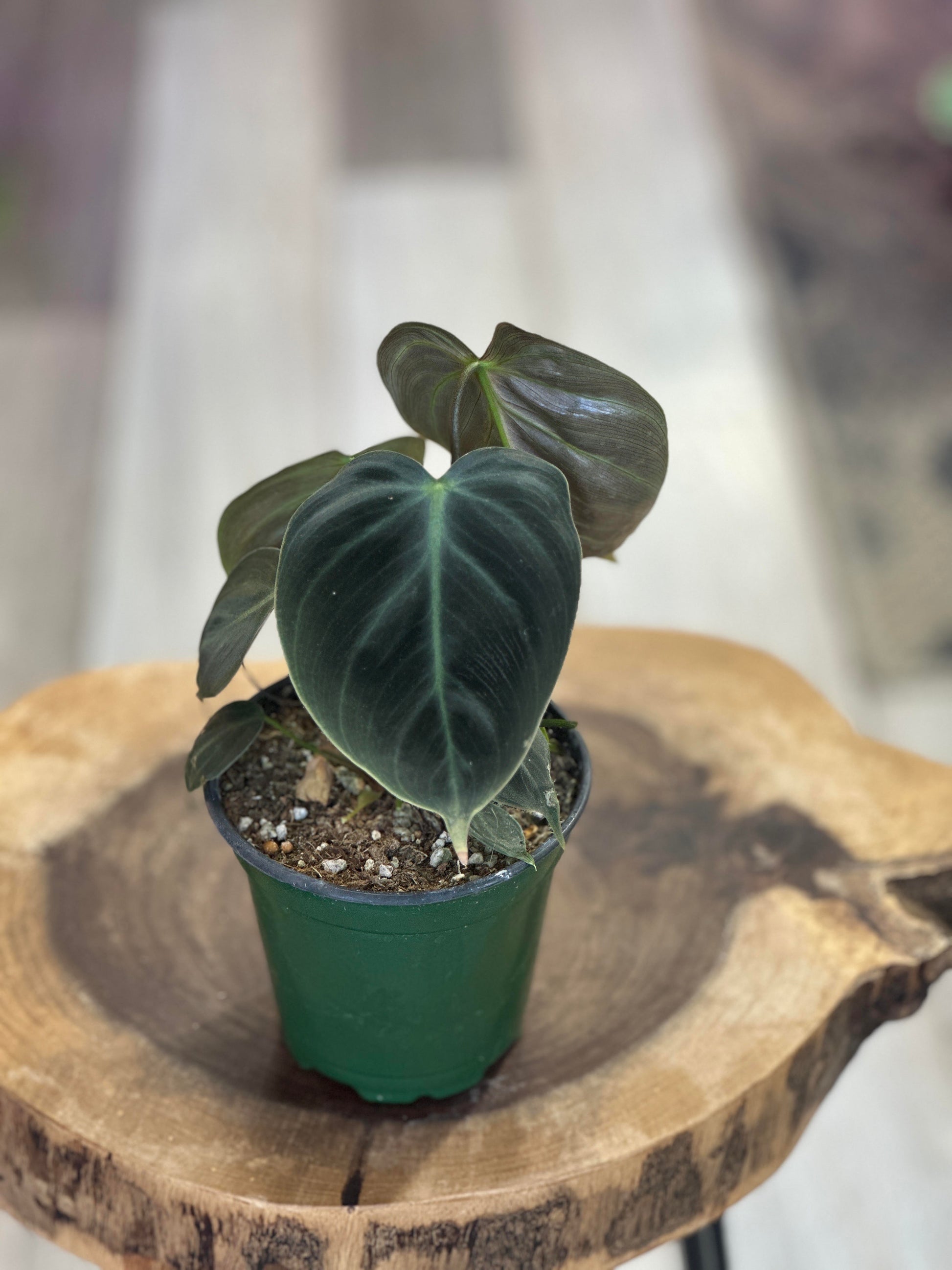 4 inch pot philodendron Philodendron El Choco Red-4 inches pot