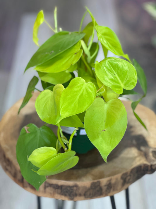 Philodendron Lemon Lime Pot 4