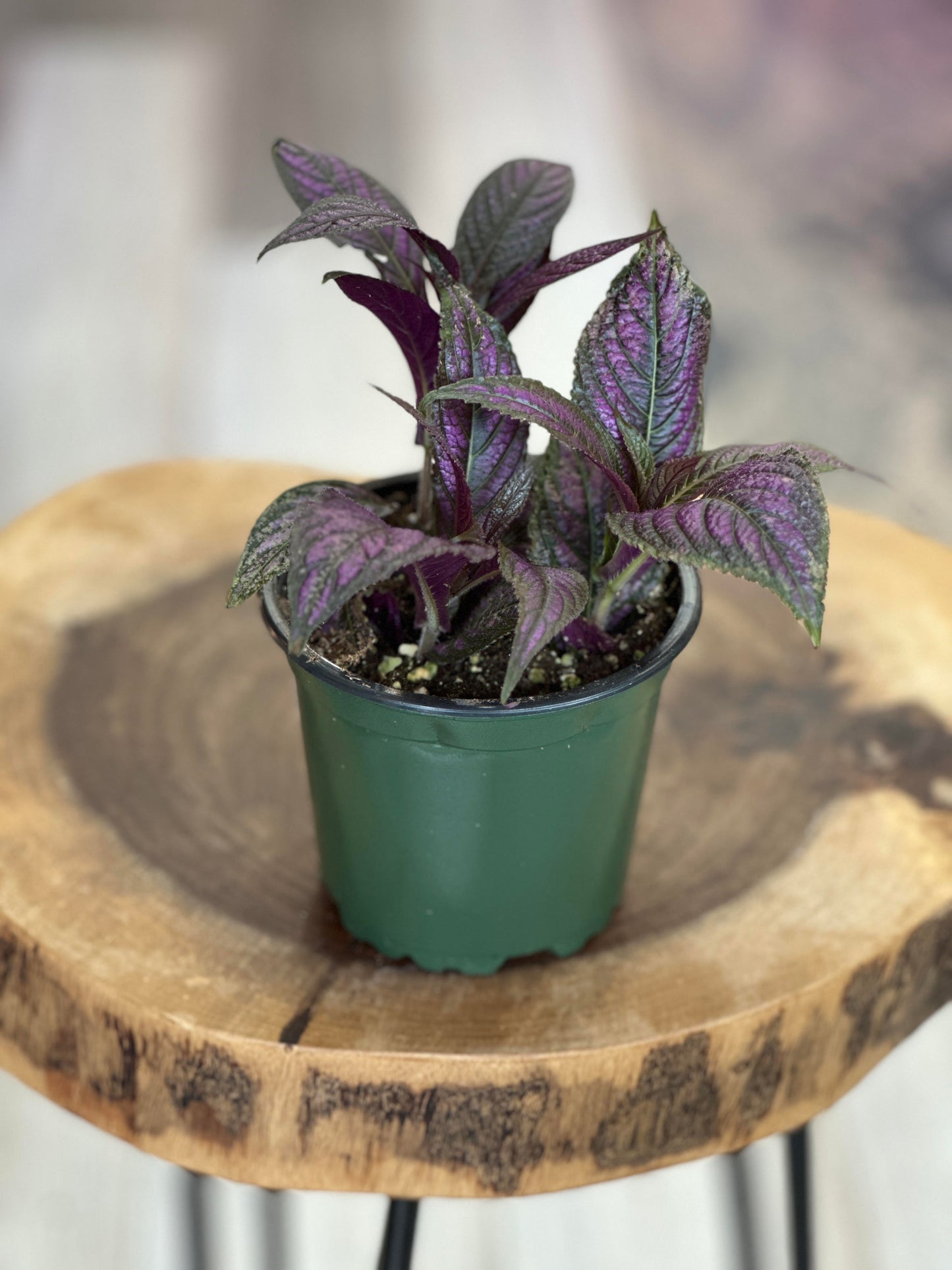 persian shield indoor plant Persian Shield- 4 inches pot – Plant Lovers