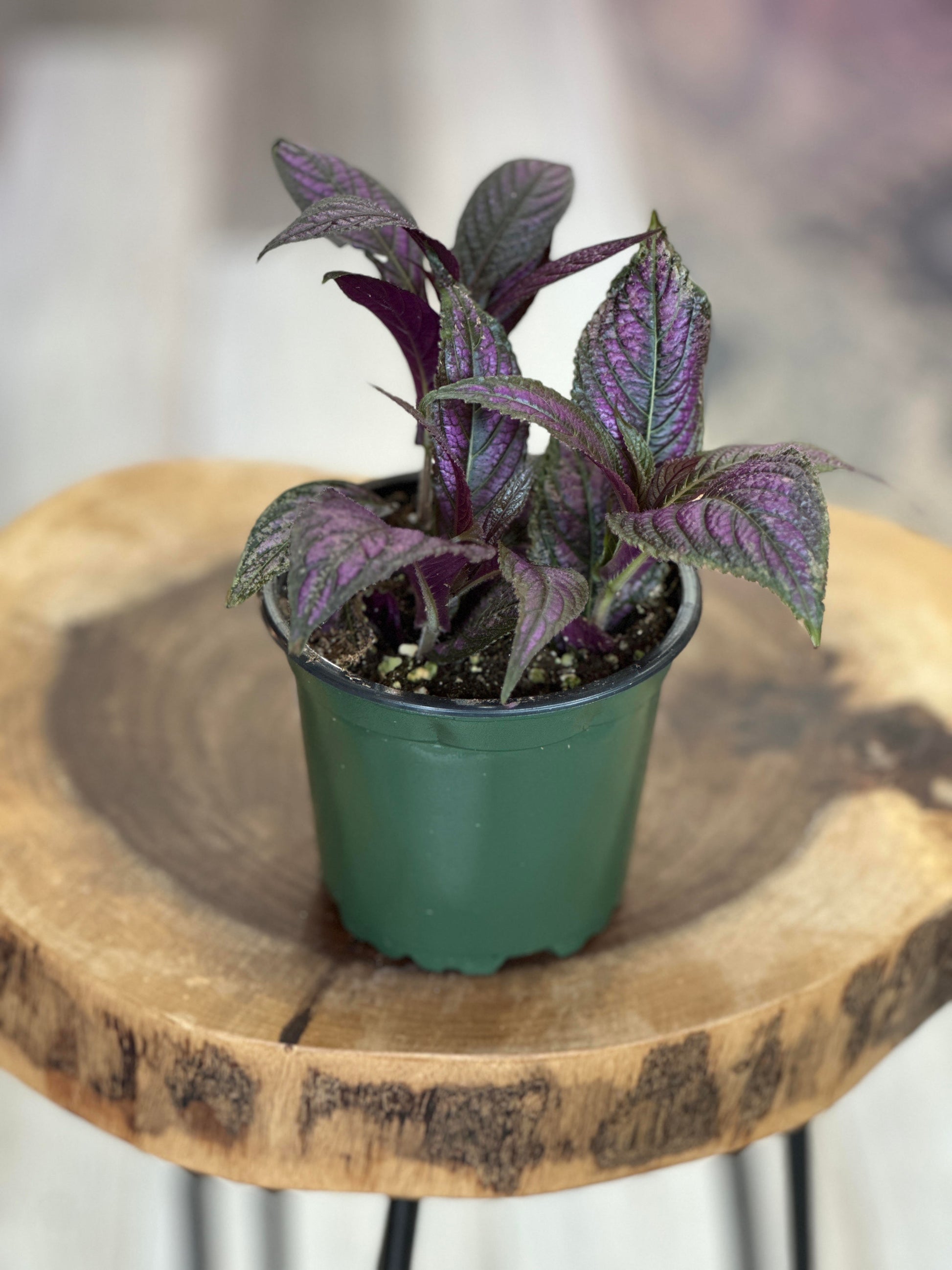 potted persian shield plant Persian Shield- 4 inches pot
