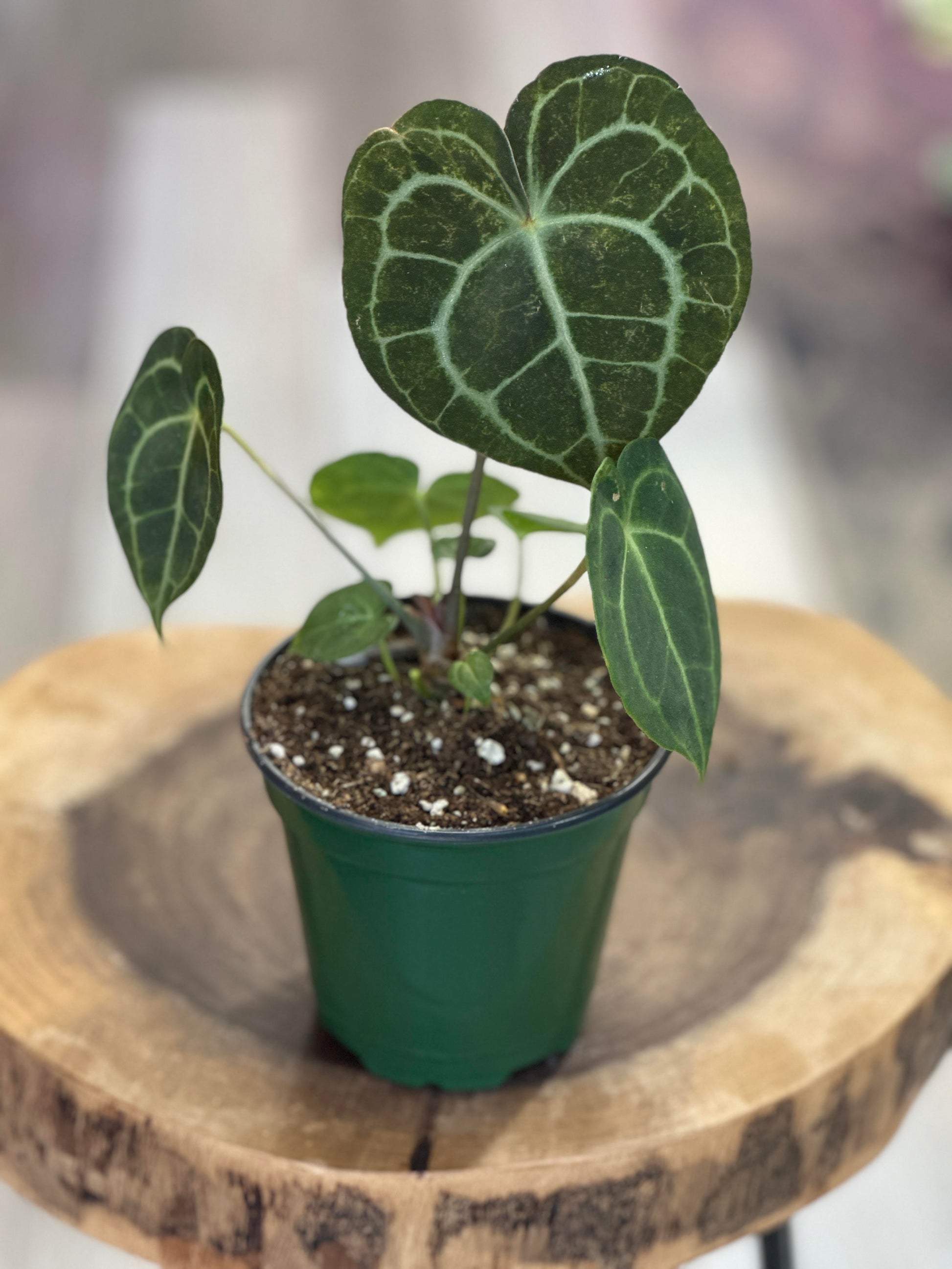 anthurium canada anthurium clarinervium- 4 inches pot