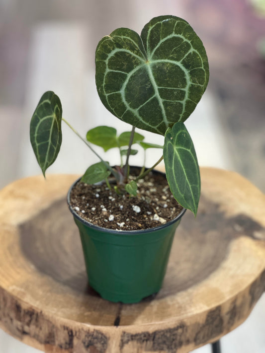 anthurium clarinervium- 4 inches pot