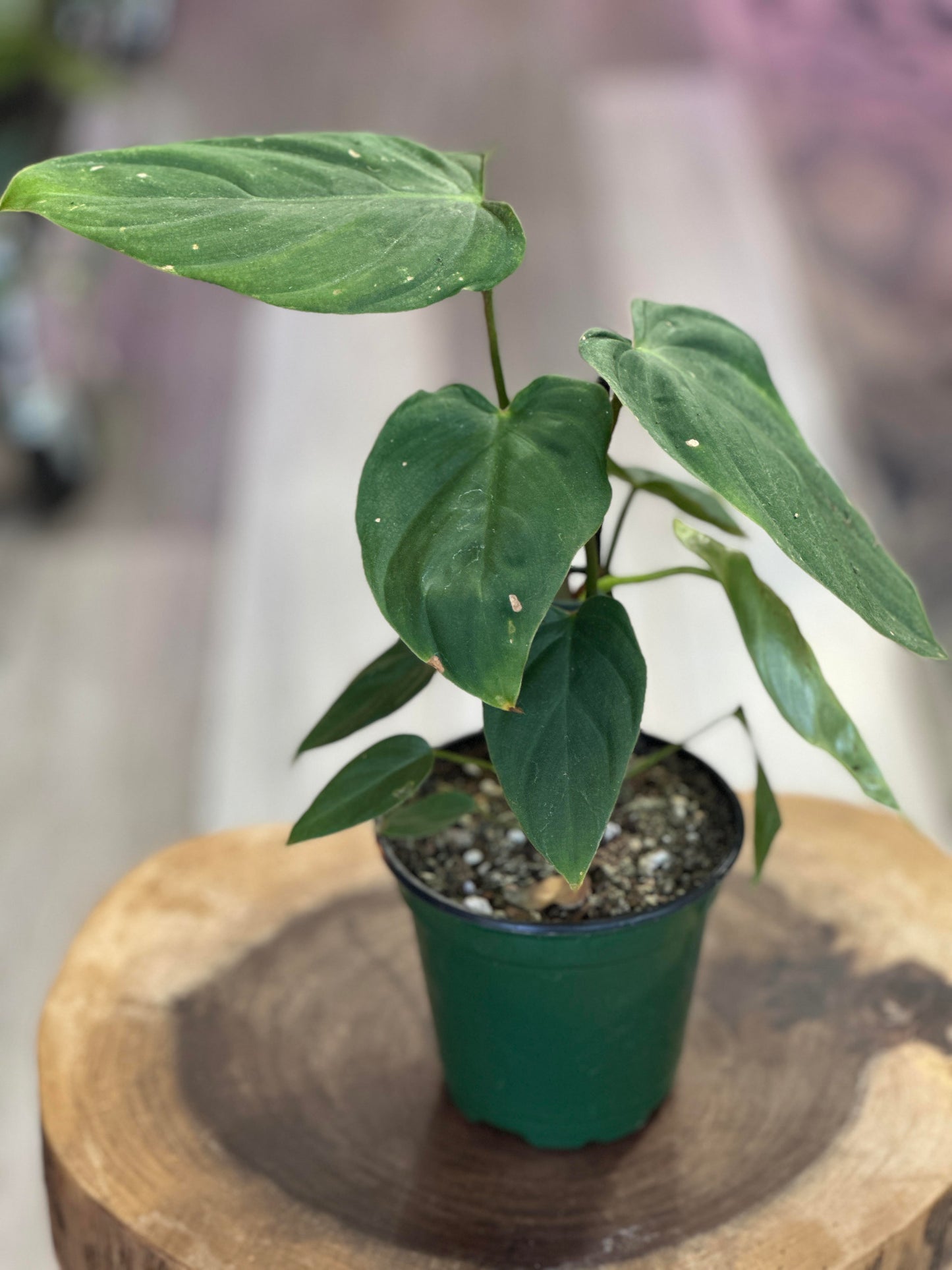 fuzzy philodendron philodendron fuzzy petiole -4 inches pot – Plant Lovers