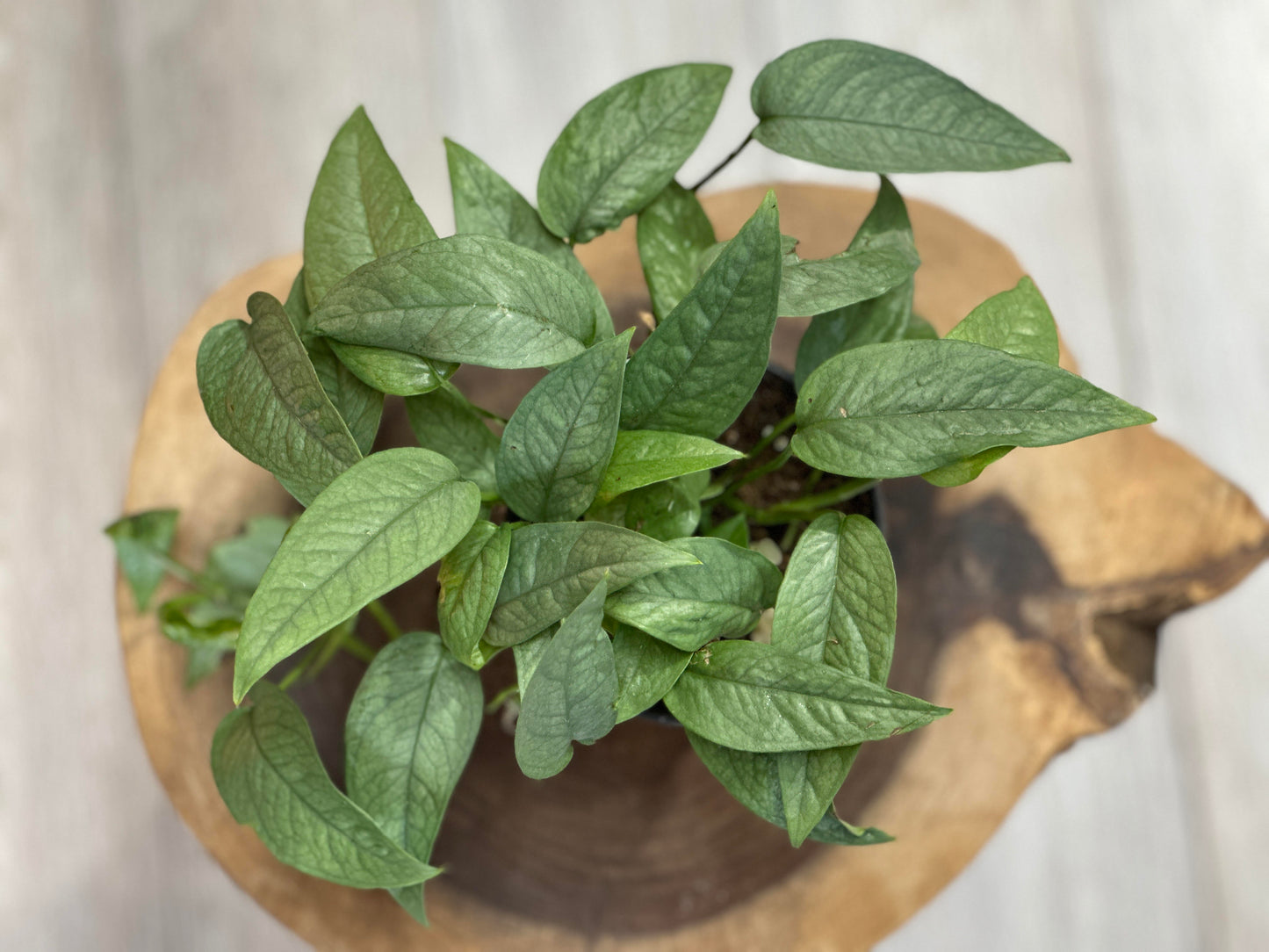 pothos cebu blue- 4 inches pot