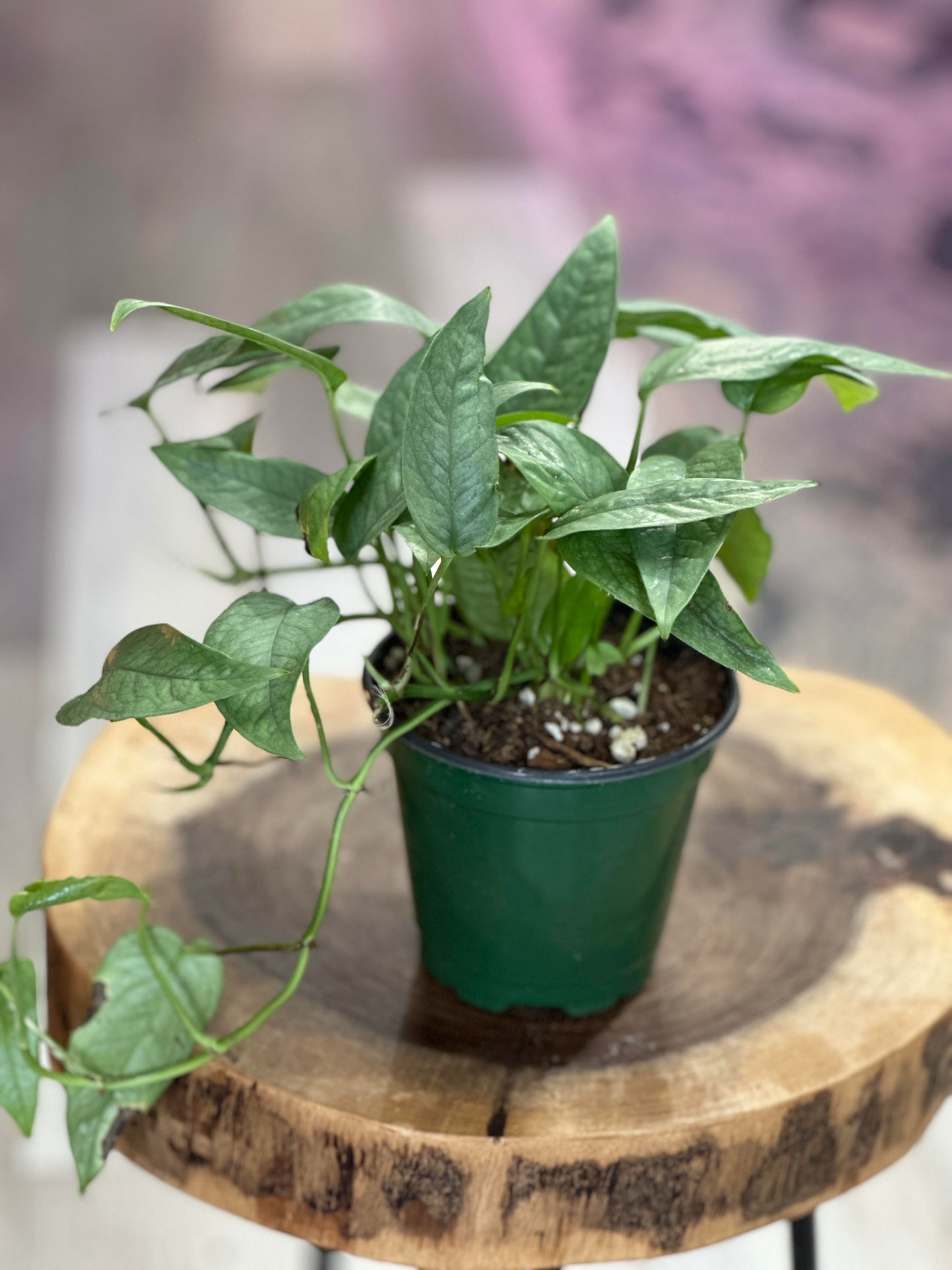 pothos cebu blue- 4 inches pot