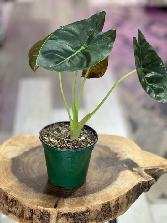 alocasia golden bone- 4 inches pot