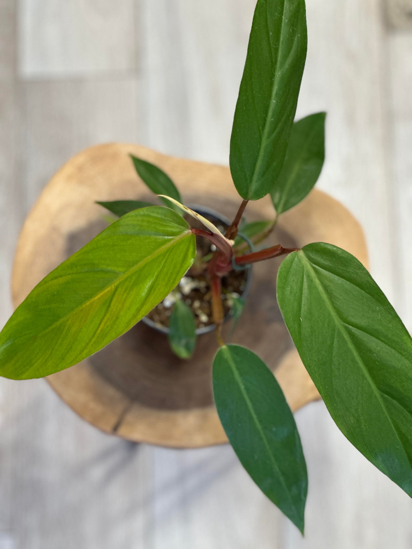 philodendron red emerald- 4 inches pot